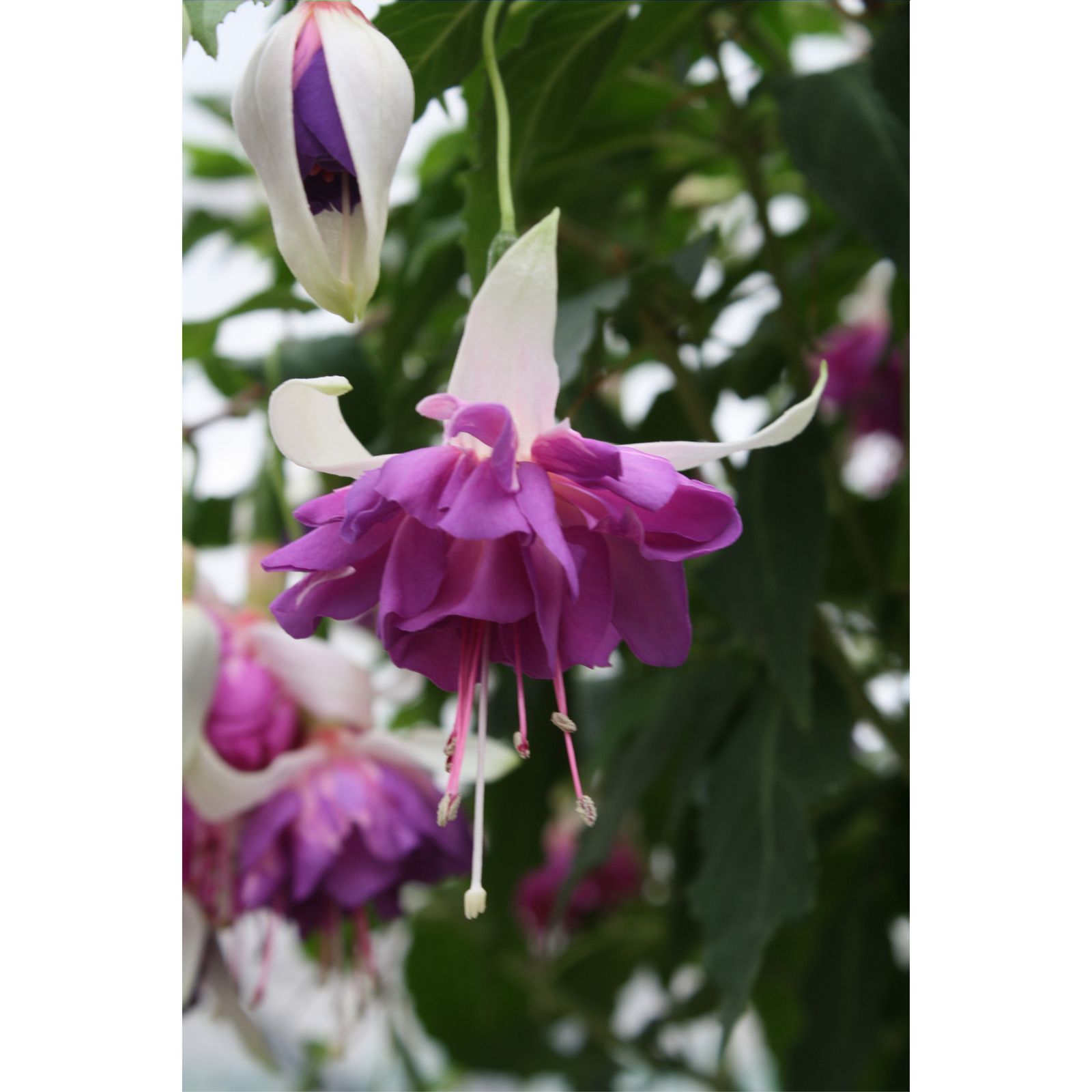 Plants2Gardens Giant Flowered Fuchsia Collection 6x 6cm - QVC UK