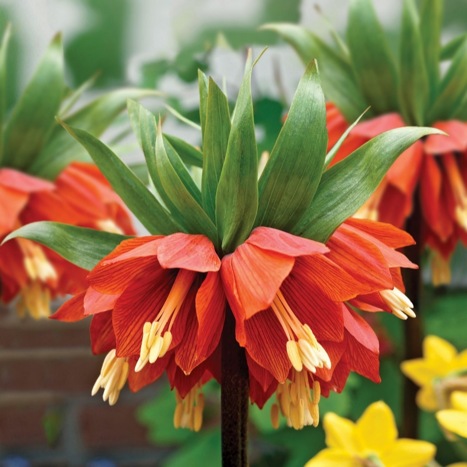 de Jager RHS Fritillaria Imperialis Lutea Maxima & Aurora x4