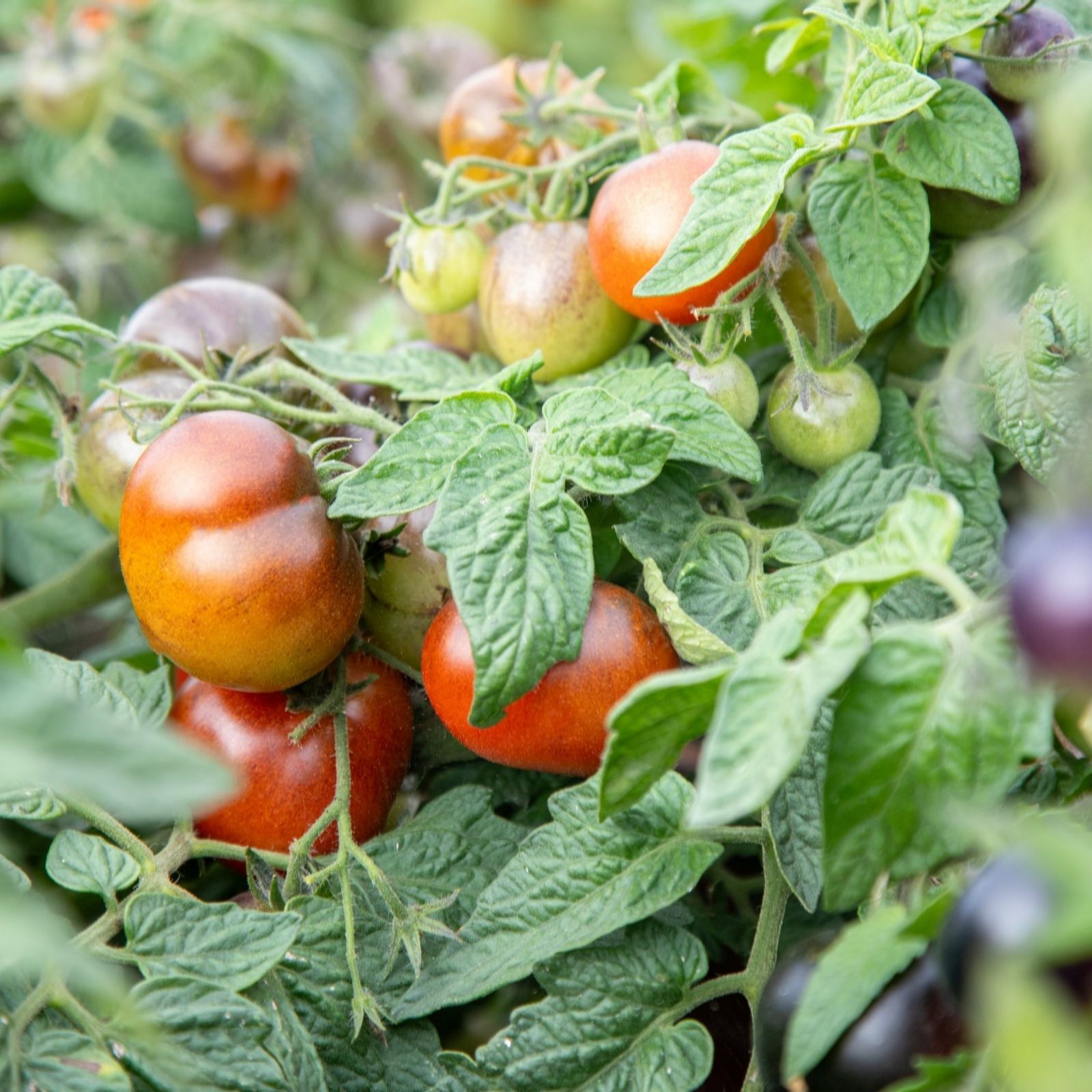 Suttons Tomato Akoya 9cm x 3