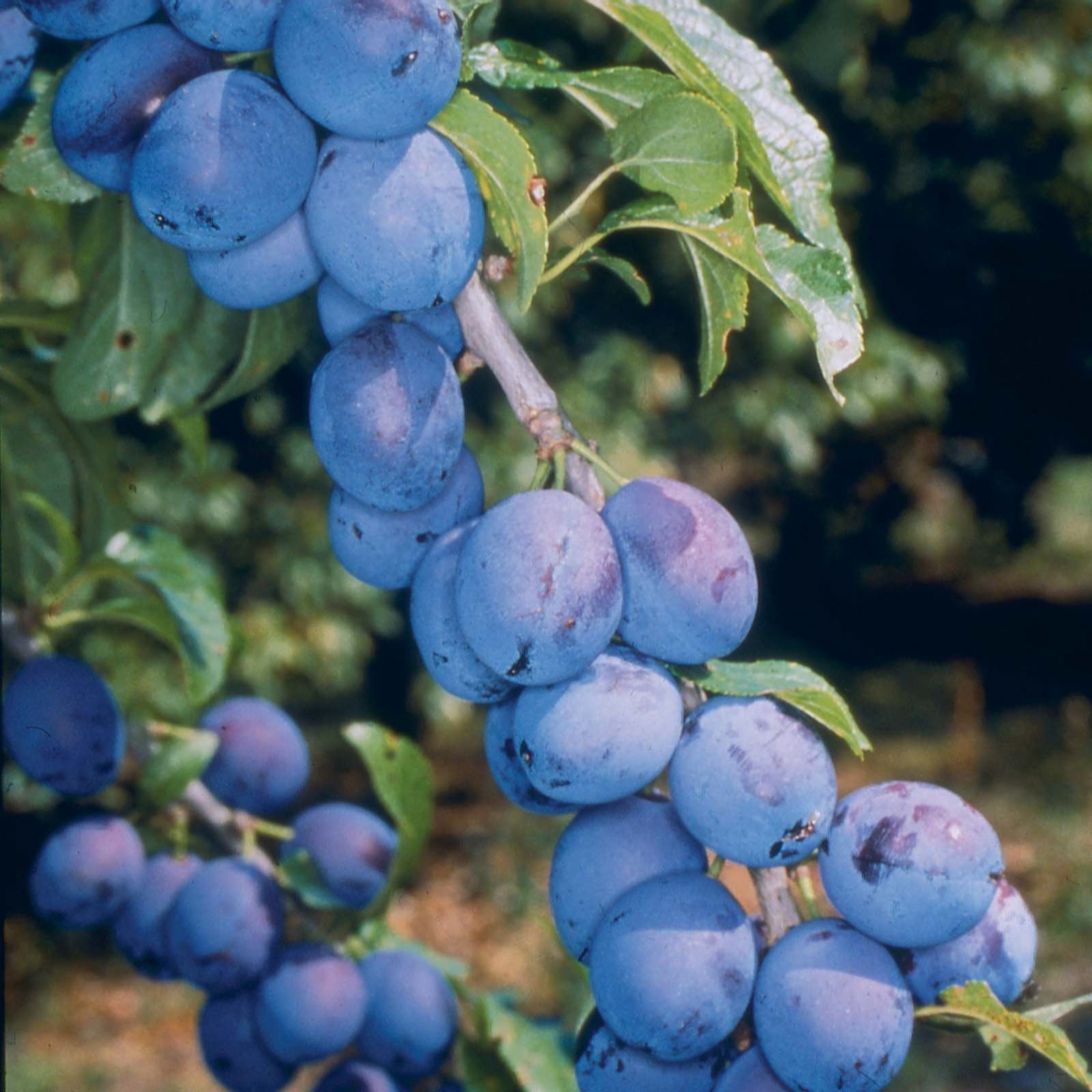 Frank P Matthews Damson (Prunus) Shropshire Prune in 12 Litre Container