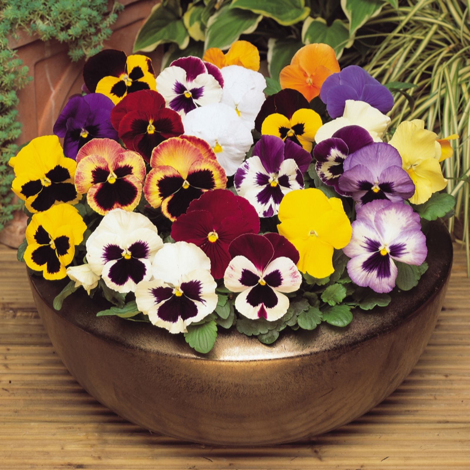 YouGarden Pansy 'Matrix Mixed' Garden Ready plants x20