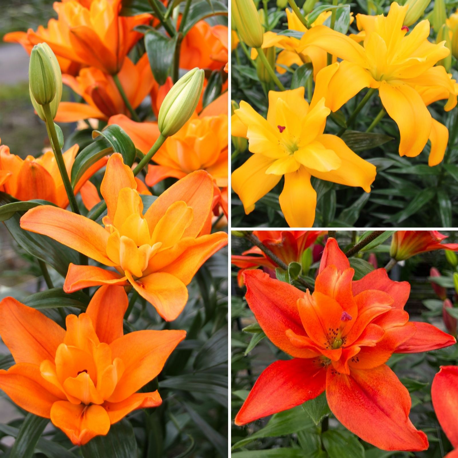 Richard Jackson Butterfly Lily Collection 12 Bulbs