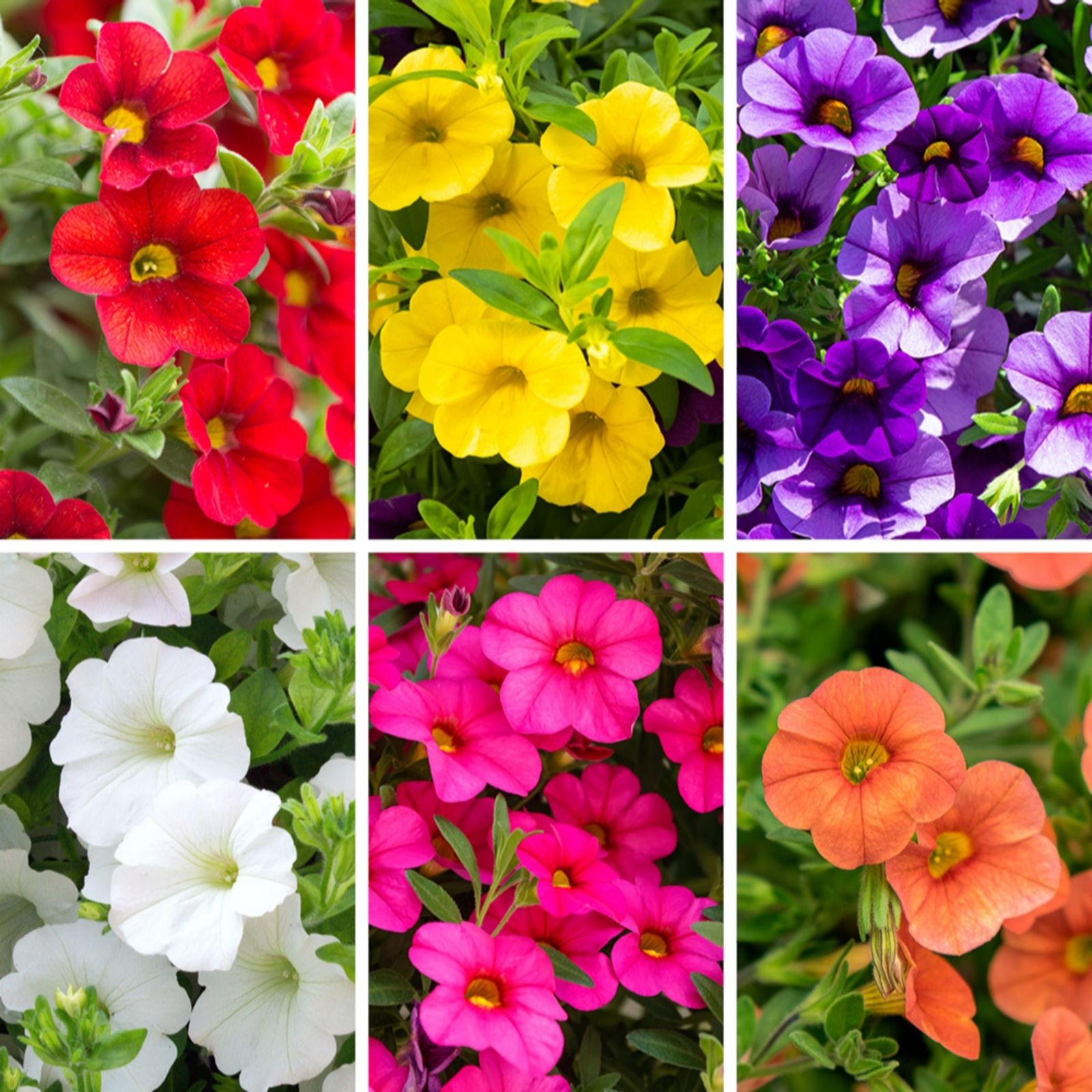 YouGarden Calibrachoa 'Million Bells' Plug Plant Collection x6