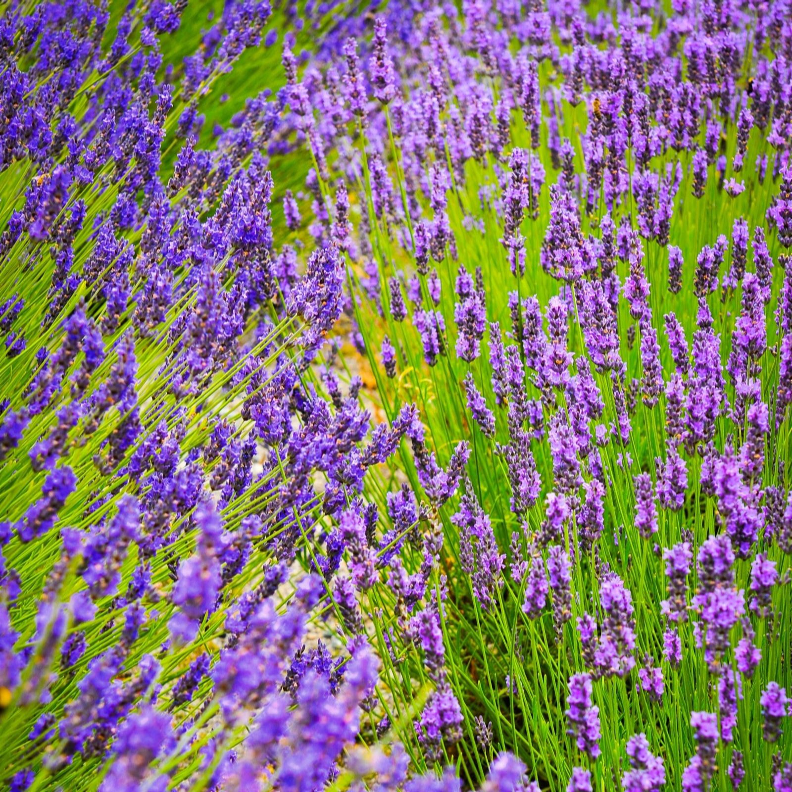 Thompson & Morgan Lavender Duo Hidcote & Munstead 48 Plugs