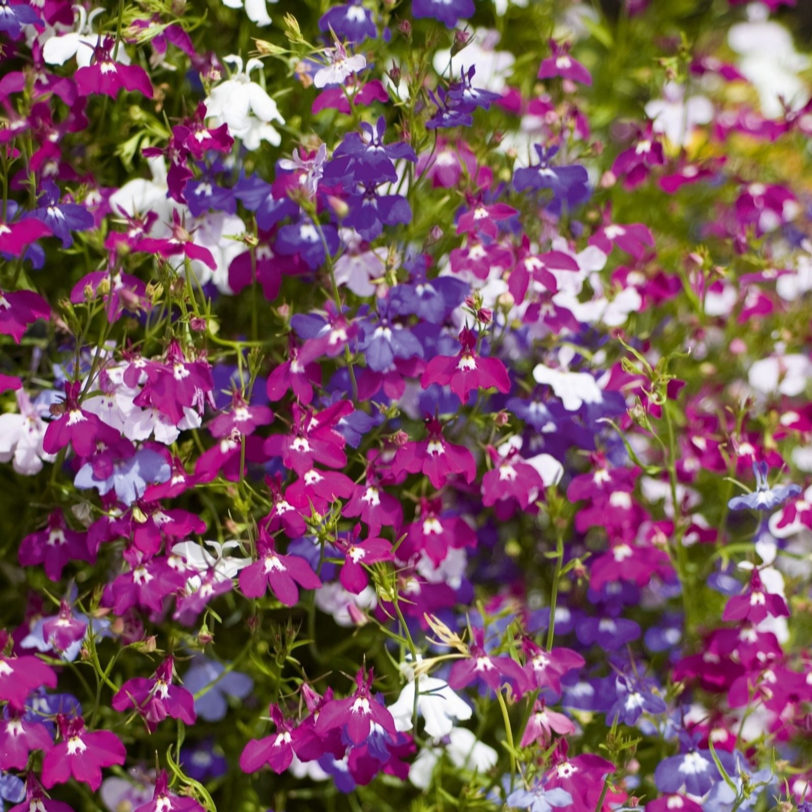 Thompson & Morgan Lobelia Ultra Cascade Improved Mix Garden Ready x 12