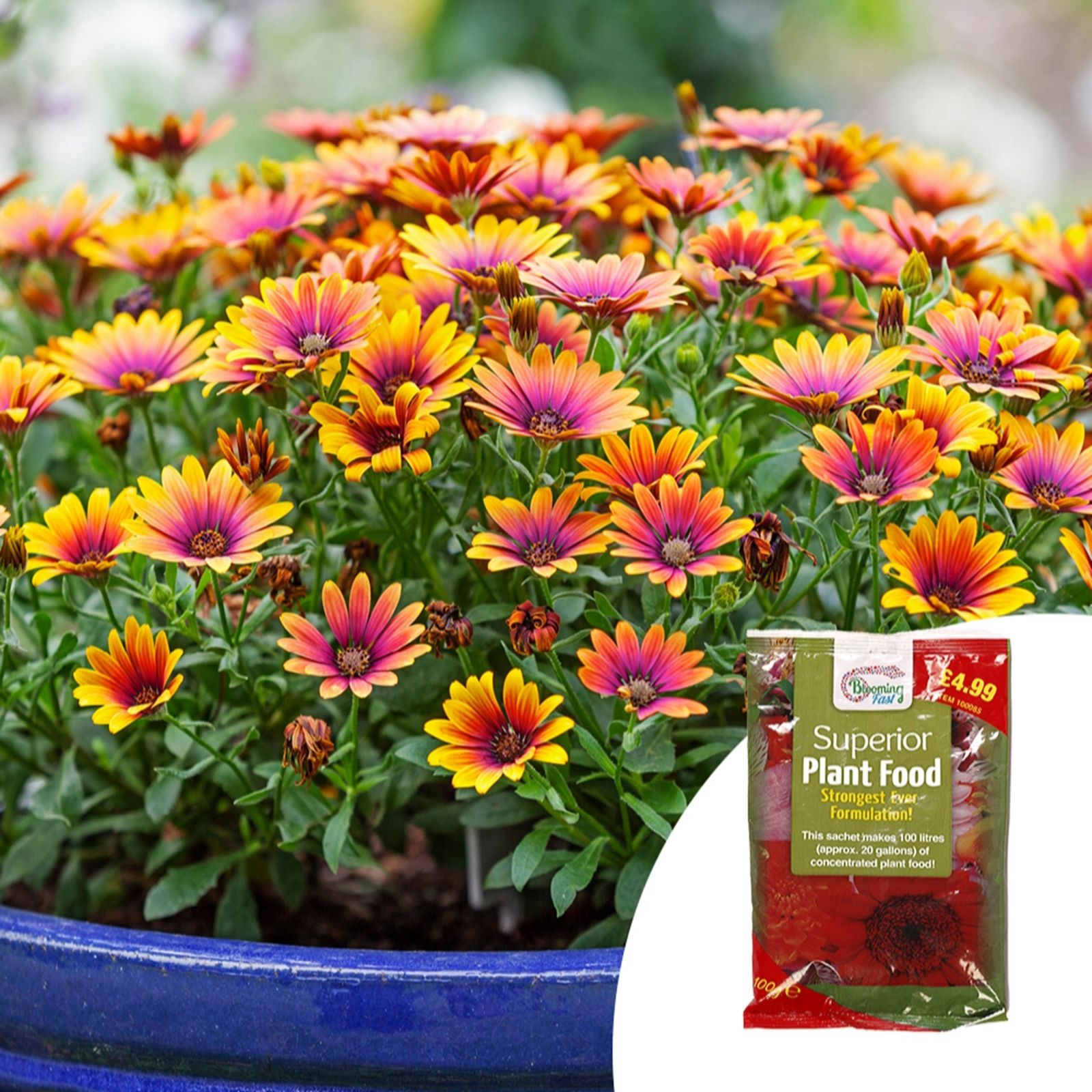 YouGarden Osteospurmum 'Purple Sun' in 9cm Pots x3 & Fertiliser