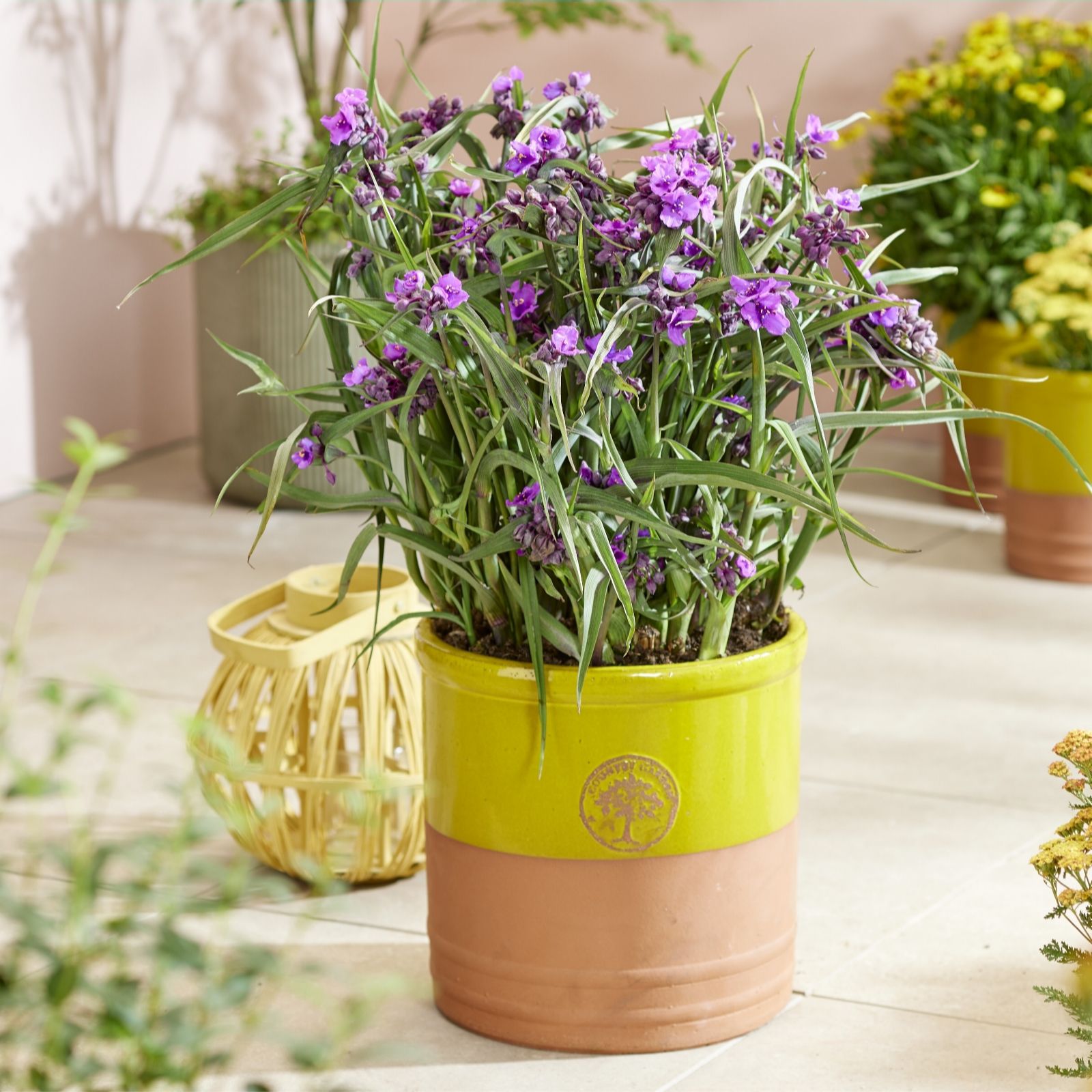 Plants 2 Gardens Tradescantia Brainstorm 3 x 9cm