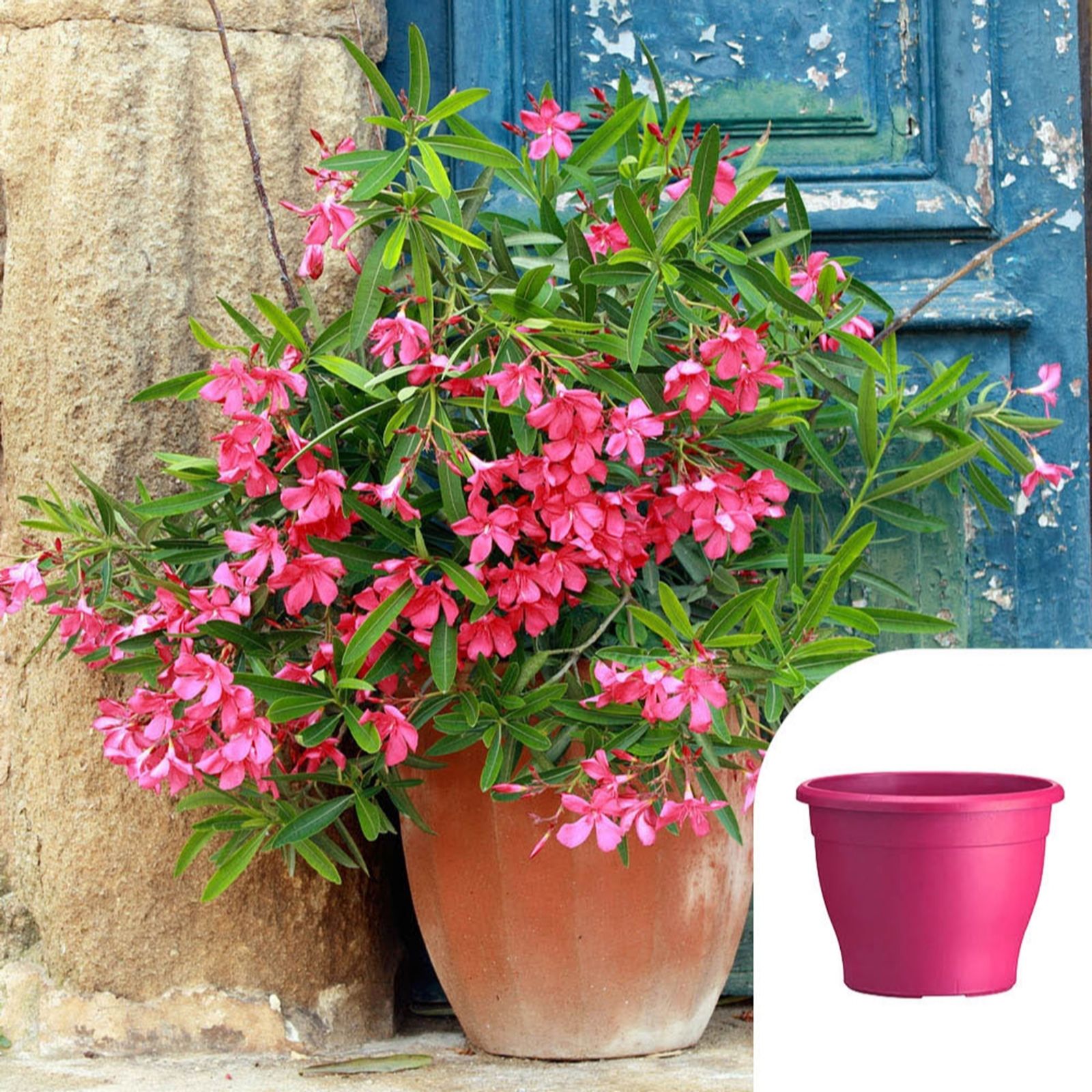 Pair of Oleander Bush 'Shades of Pink' in 15cm Pots w/ Sabina Planters