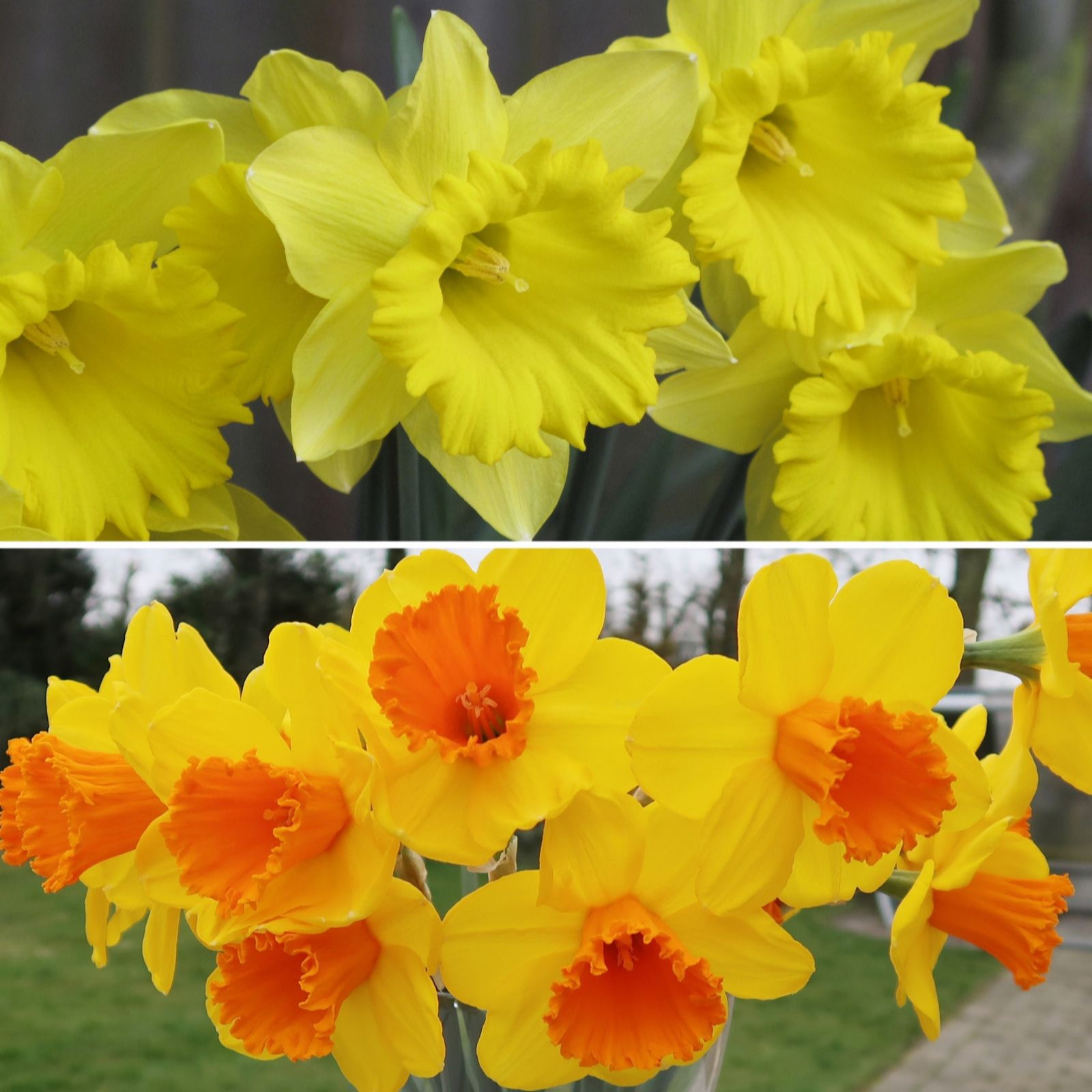 Richard Jackson Extra Early Flowering Daffodil Collection 14x Bulbs