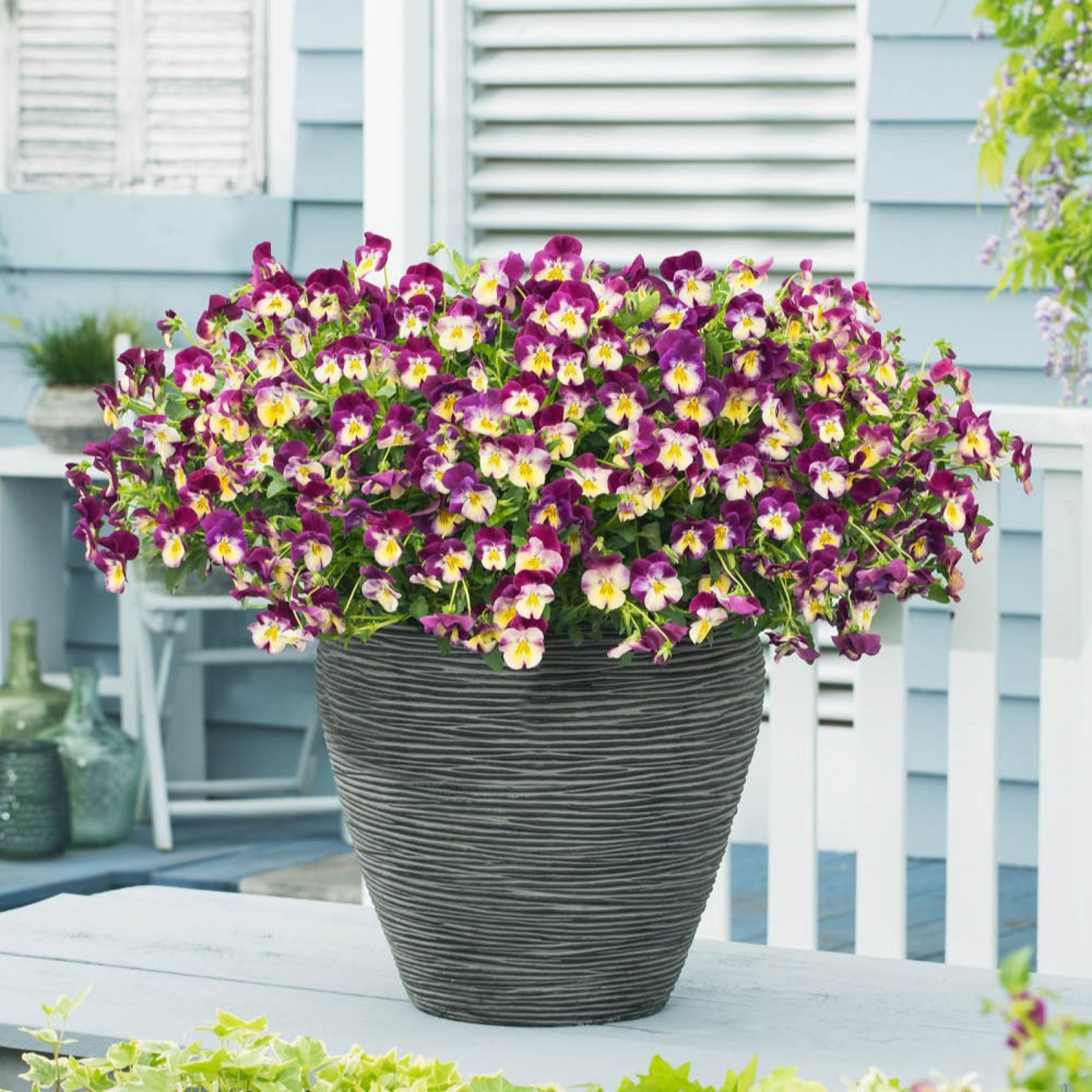YouGarden Pansy 'Cool Wave' Garden Ready Plants x20