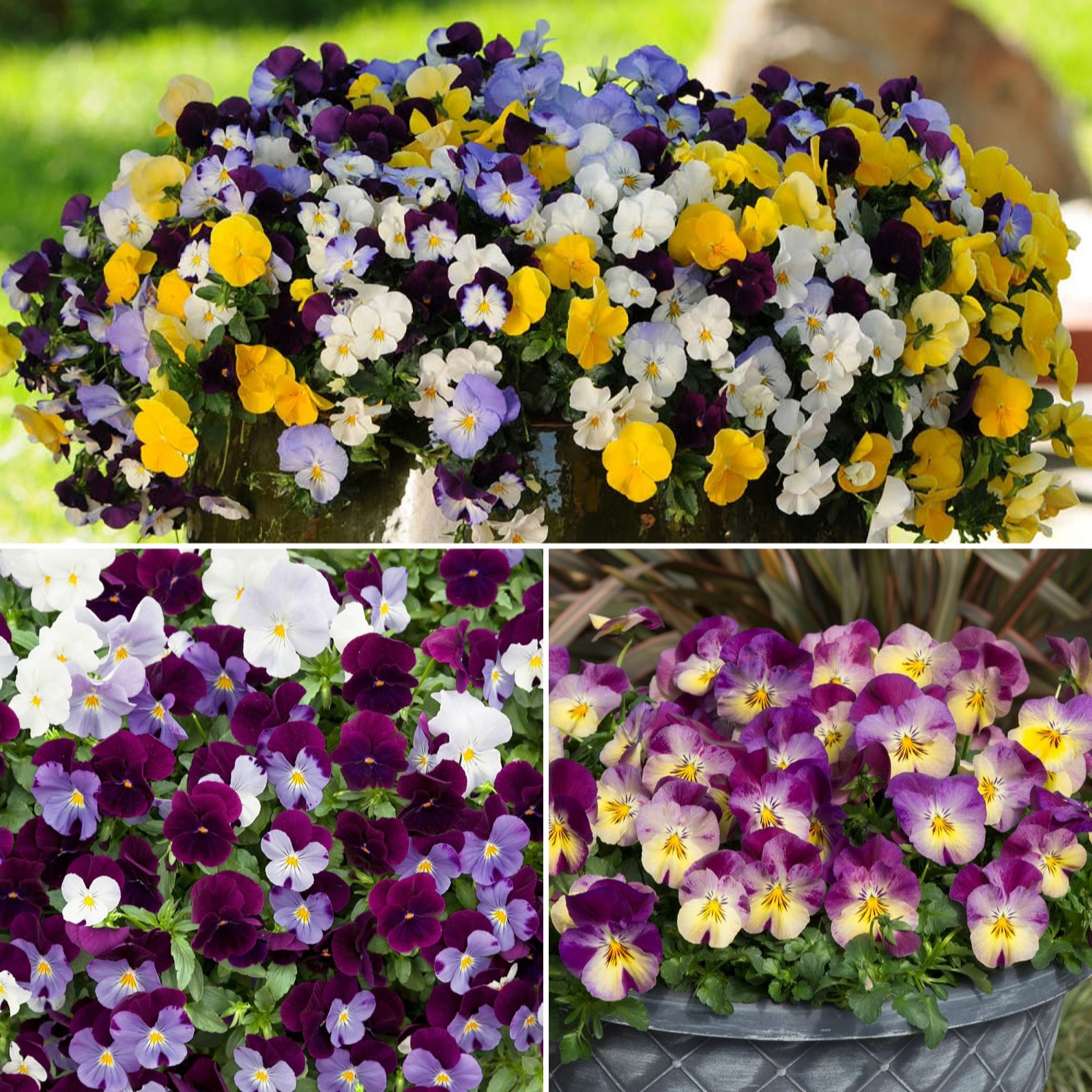 YouGarden Pansy 'Cool Wave' Garden Ready plants x20