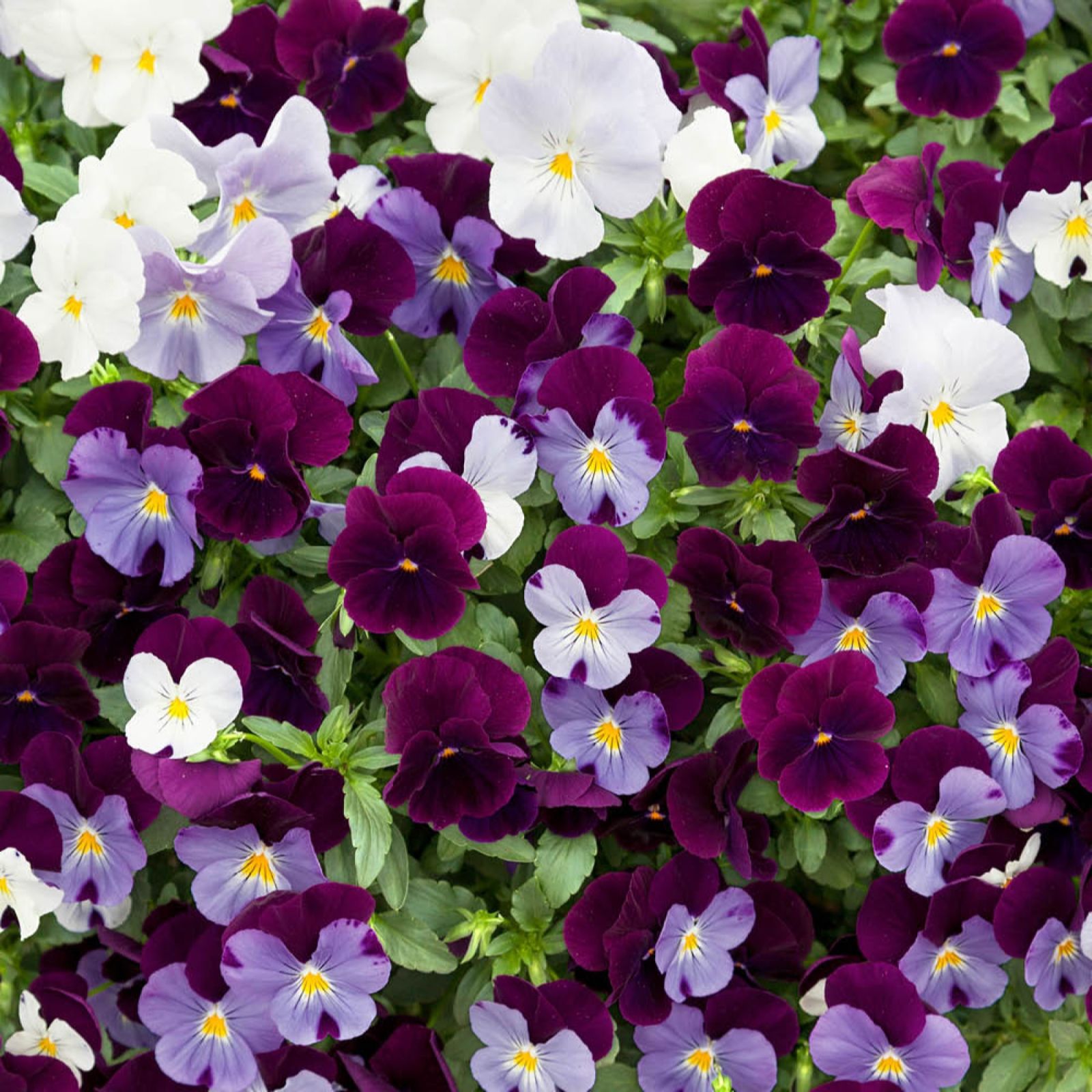 YouGarden Pansy 'Cool Wave' Garden Ready Plants x20
