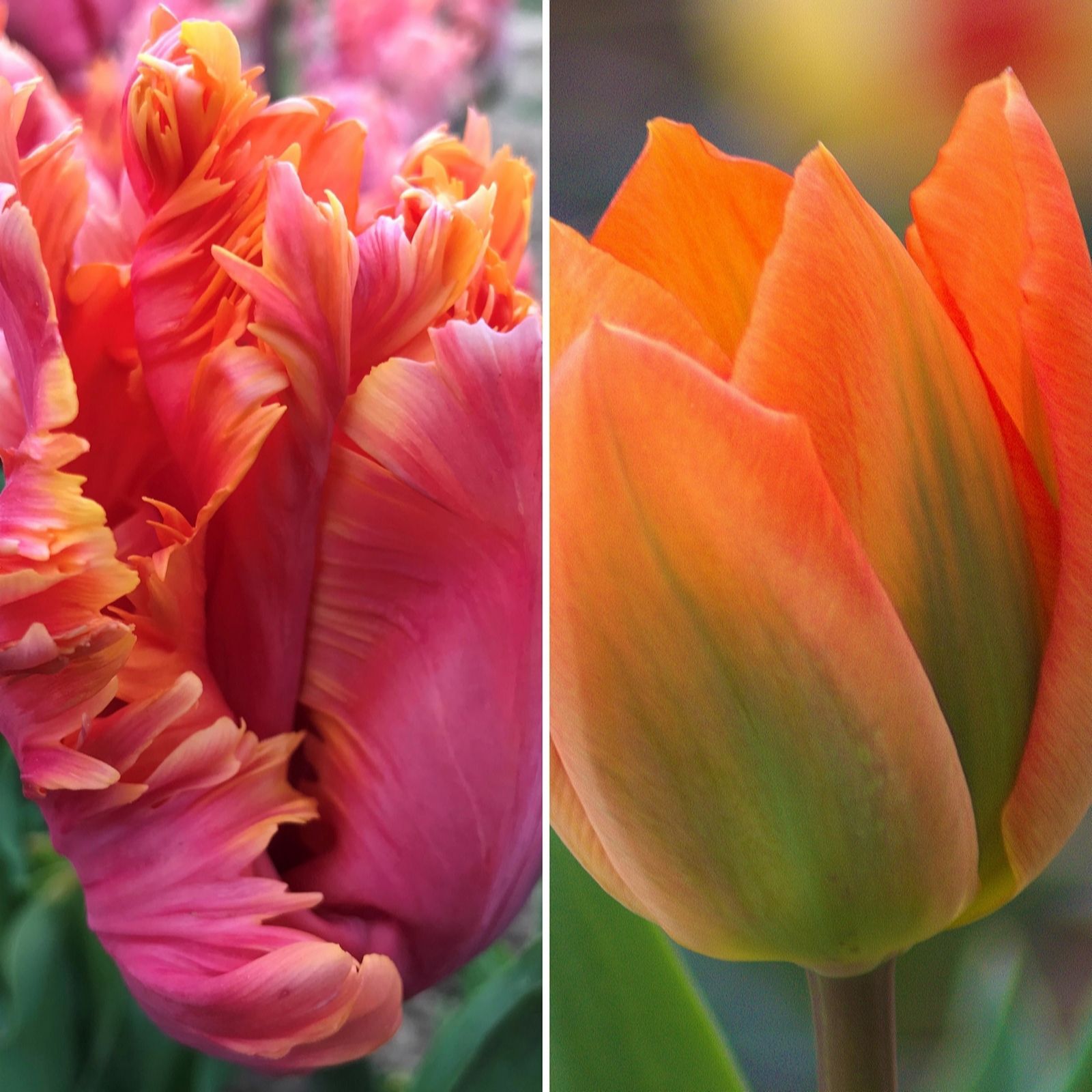 Richard Jacksons Amazing Apricot Tulips x12 12+ bulbs