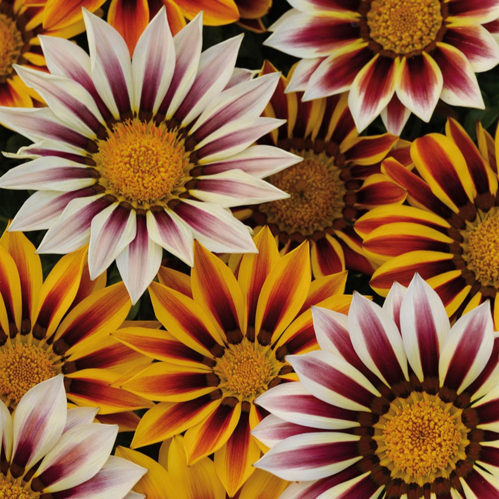 YouGarden Gazania Tiger Stripes Mix Garden Ready Plants x20 - QVC UK