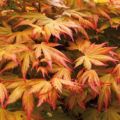 YouGarden Acer palmatum Orange Dream 3L pot