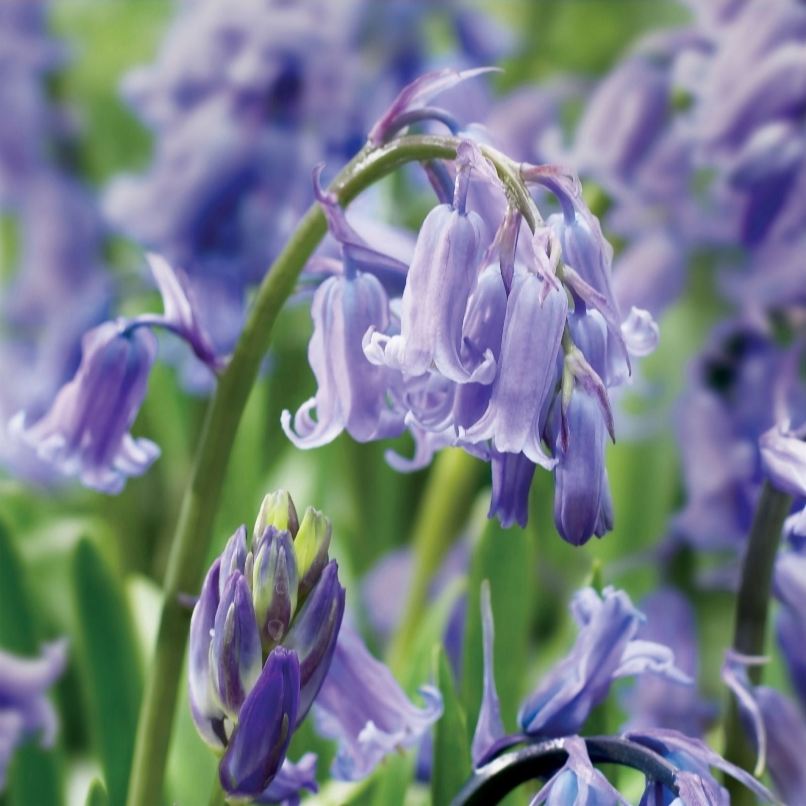 de Jager True English Bluebell Bulbs x15