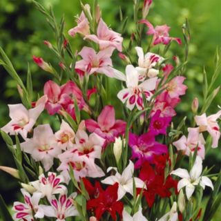 YouGarden Dwarf Gladiolus Nanus Lipstick Mixed x60 Bulbs