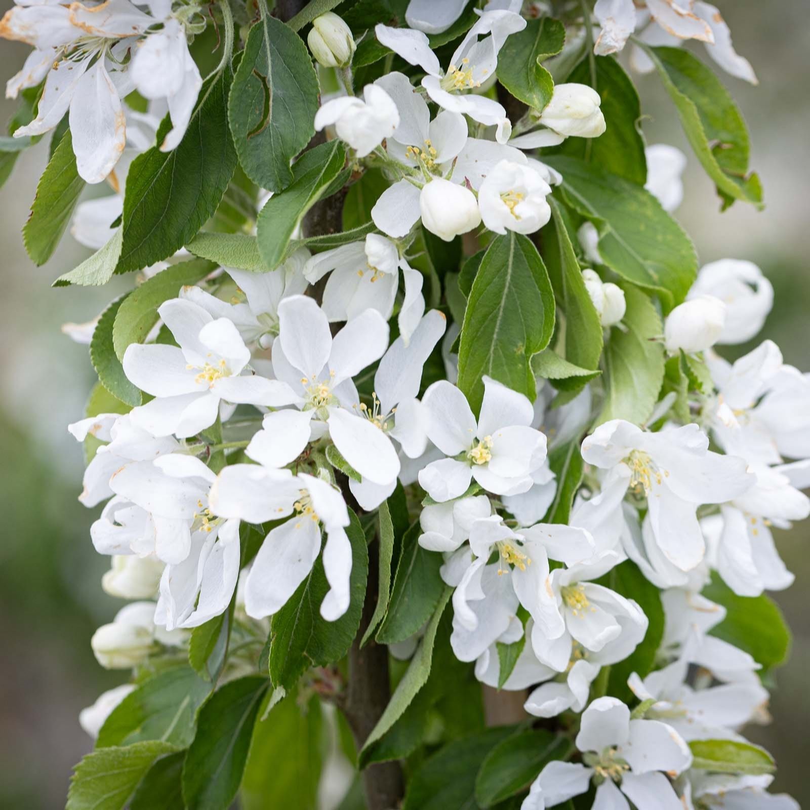 Frank P Matthews Malus Jelly King in 12 Litre Container