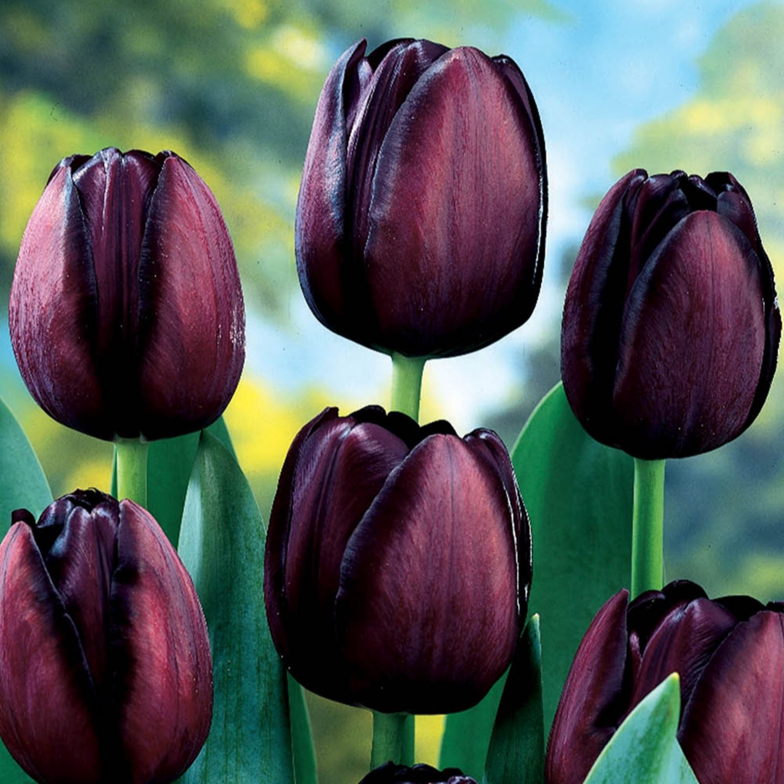 YouGarden Tulip 'Queen of the Night' x30 bulbs