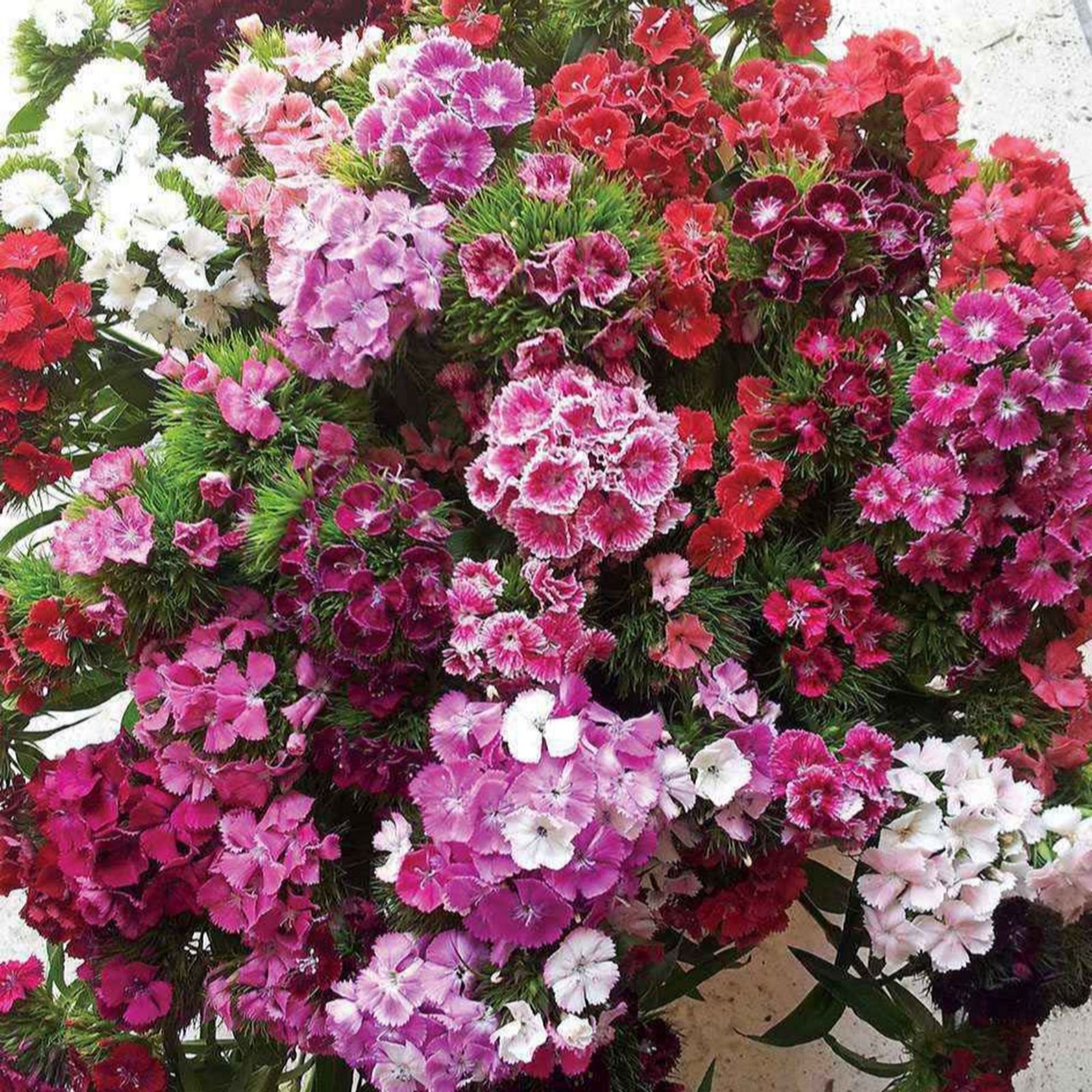 YouGarden Sweet William 'Vesuvio' Garden Ready plants x20