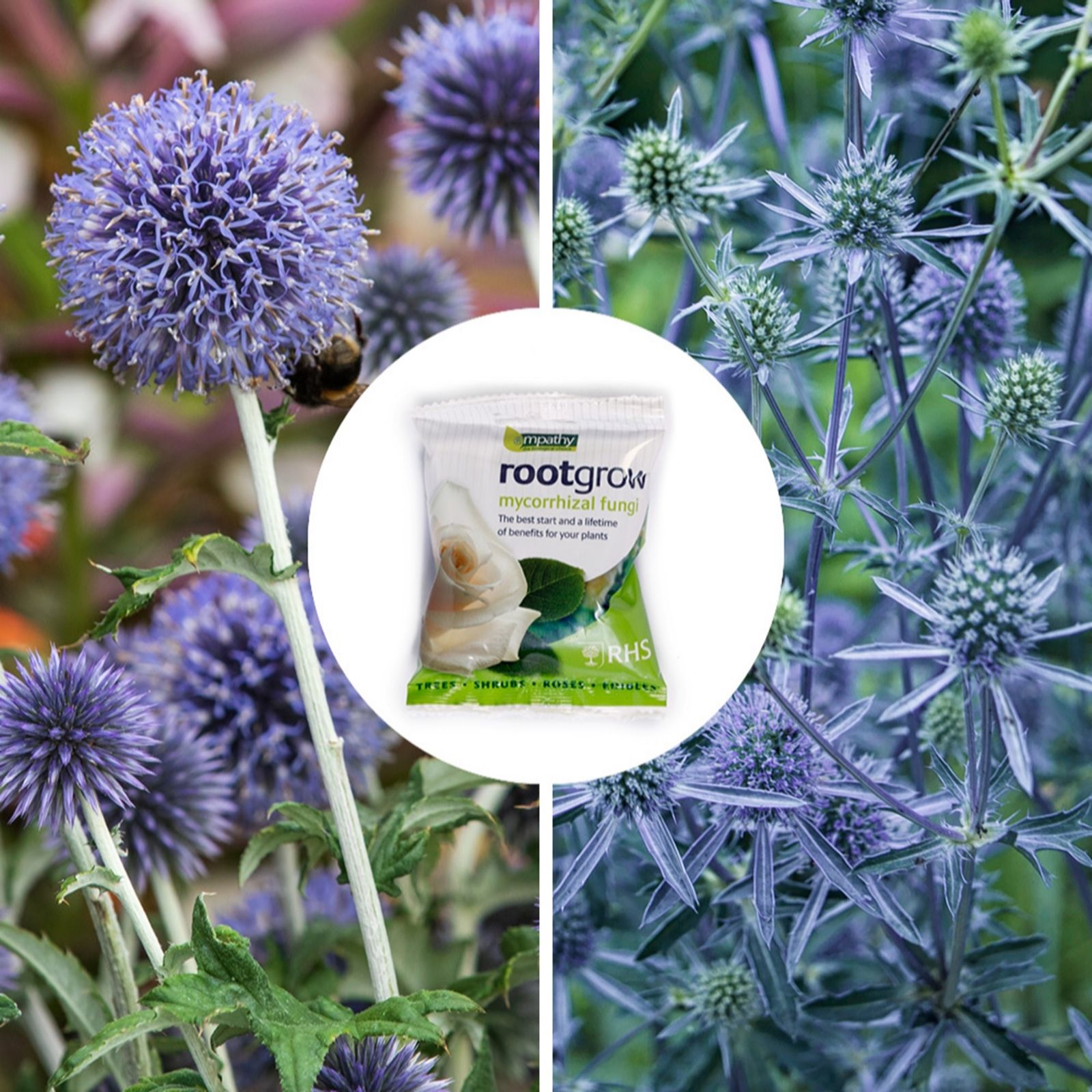 YouGarden Purple Thistles Bare Root Collection