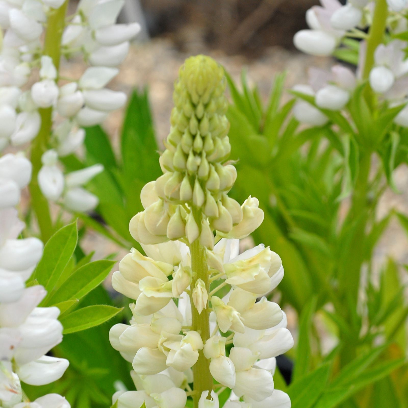 Thompson & Morgan Lupin Band Of Noble Series 1 Litre Pot x 5