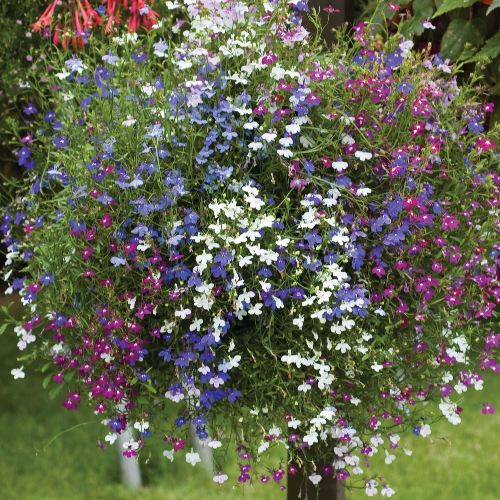 Thompson & Morgan Lobelia Ultra Cascade Improved Mix Garden Ready x 24