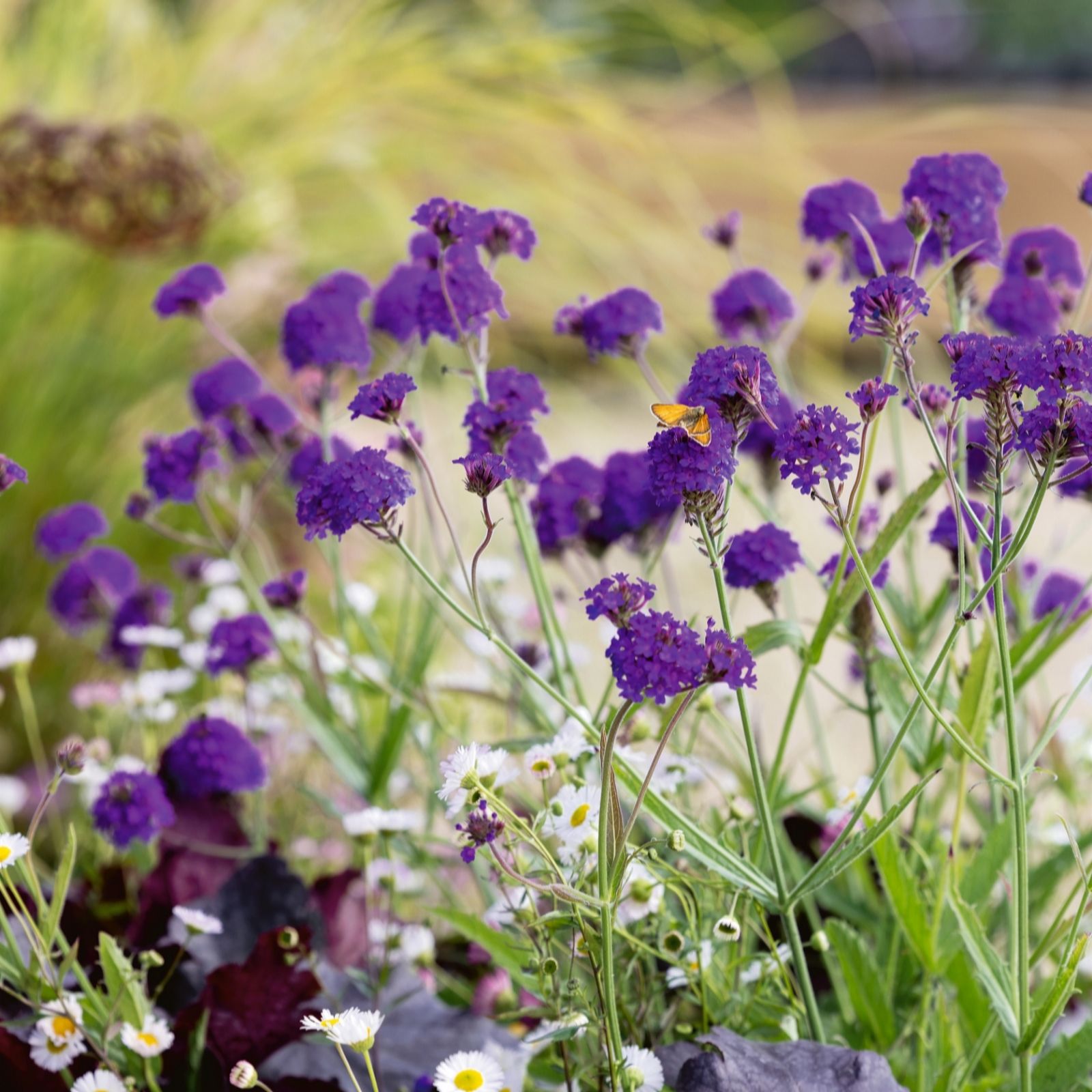 Plants2Gardens Verbena Rigida 3 x 9cm