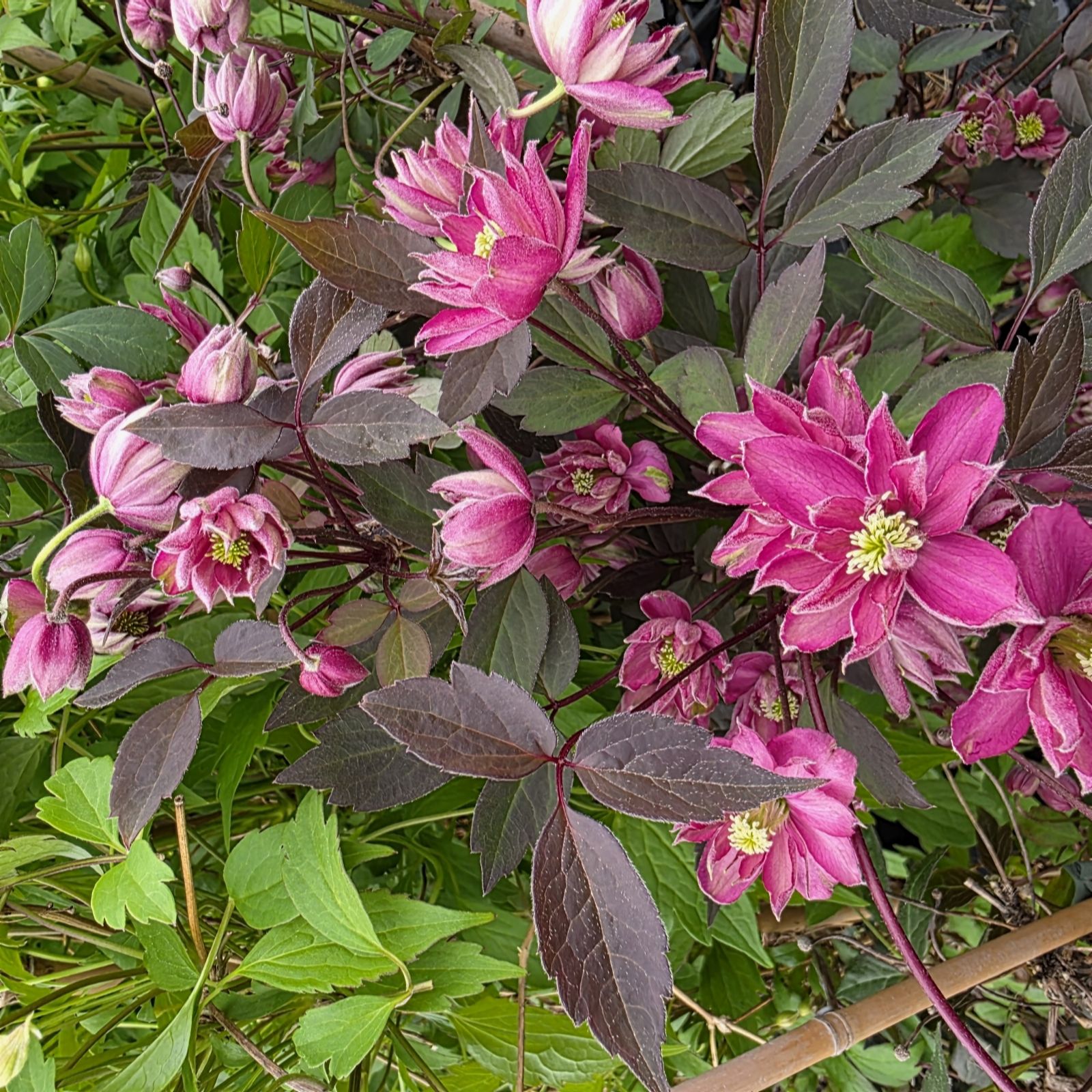 Plants2Gardens Clematis Double Raspberry Truffle 2 x 9cm