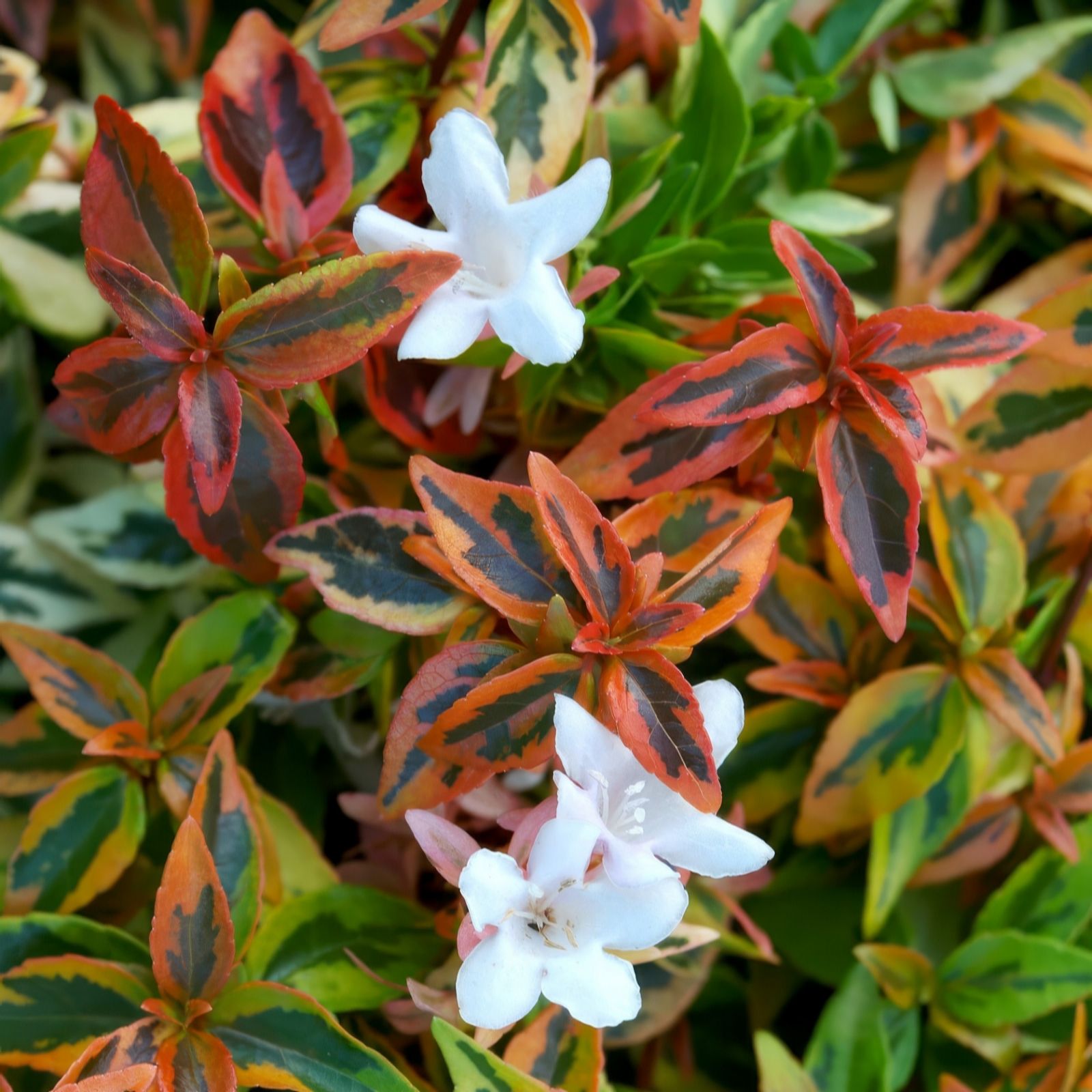 Richard Jackson Abelia Kaleidoscope 2 Litre Potted Plant