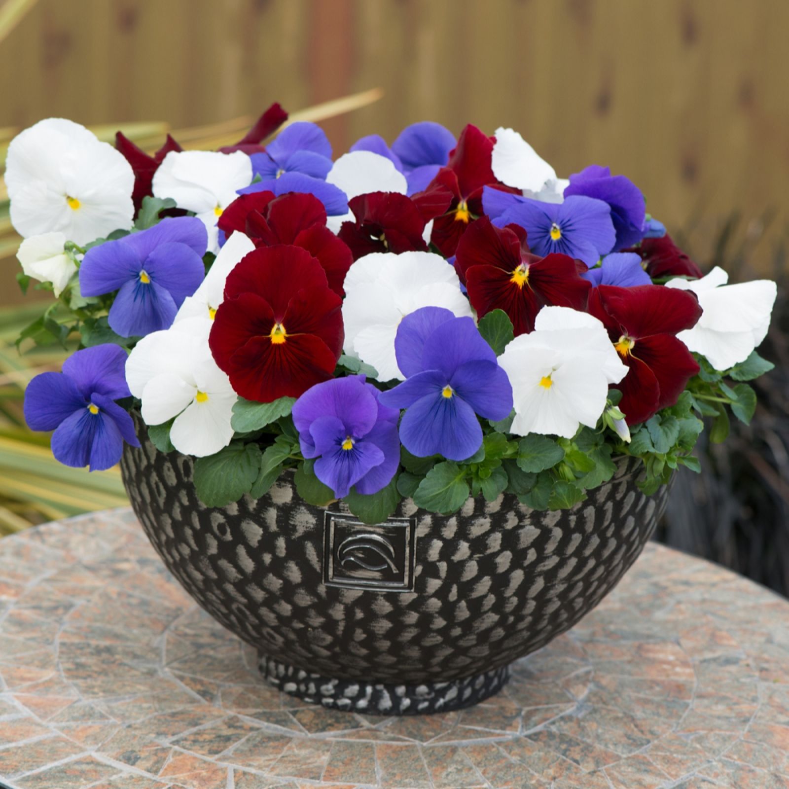 YouGarden Pansy 'Matrix' Garden Ready Plants x20