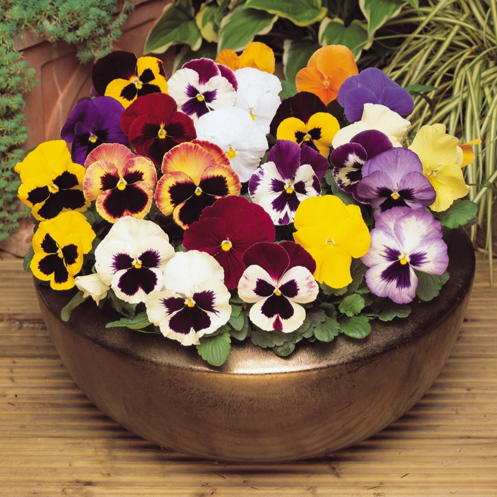 YouGarden Pansy 'Matrix' Garden Ready Plants x20