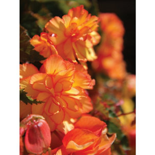 Thompson & Morgan Begonia Apricot Shades Improved Garden Ready Plants 60x 6cm - 730471