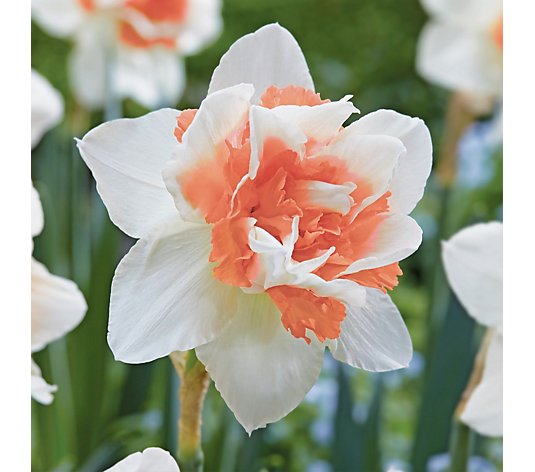 de Jager Perfect Pink Daffodils 15x 14/16 sized Bulbs