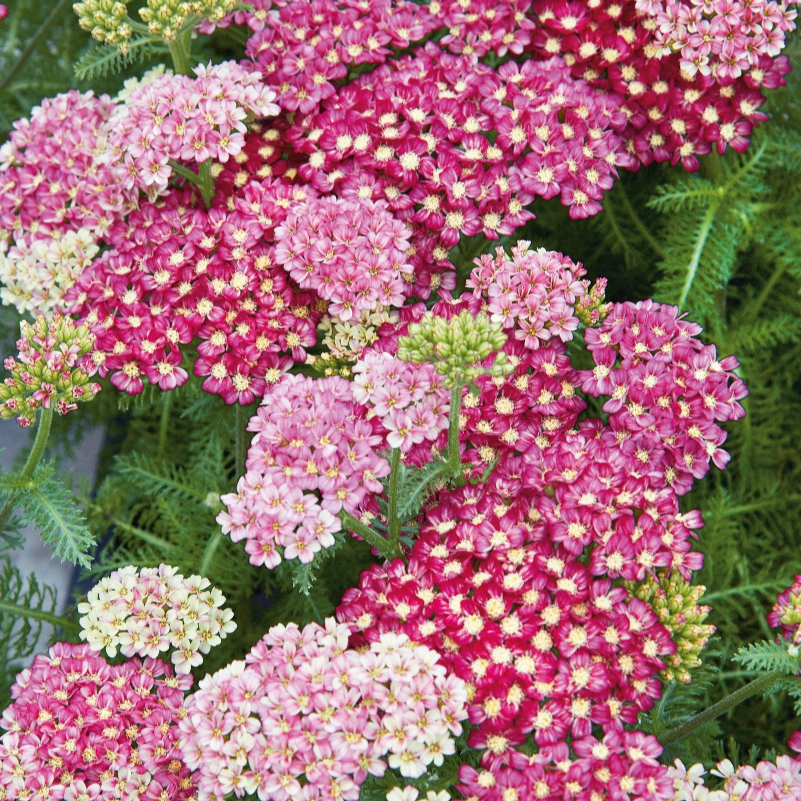 Plants2Gardens Achillea Desert Eve Collection 6 x 6cm - QVC UK