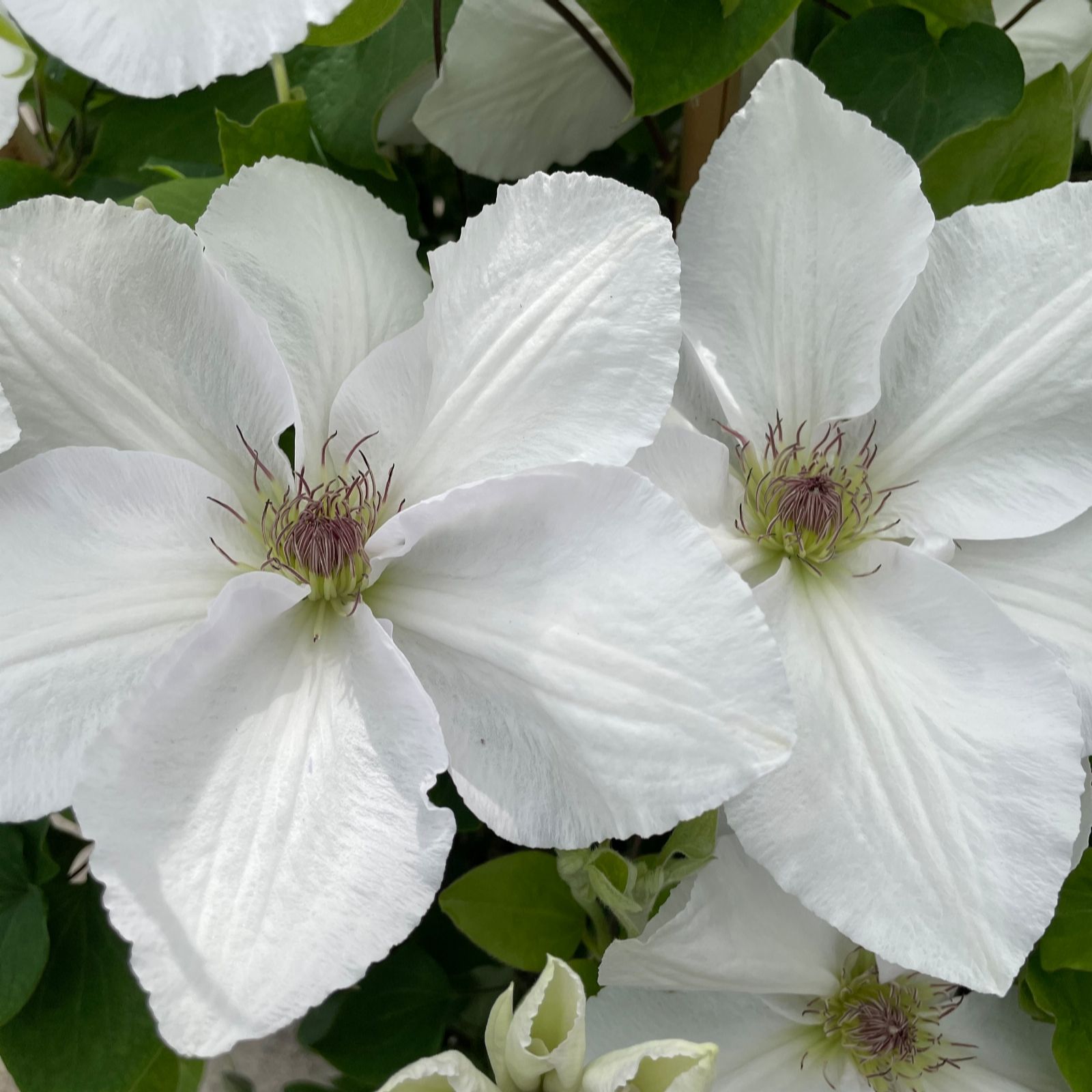 Richard Jackson's Nursery Fresh Clematis Guernsey Flute 1 x3 Litre Pot ...