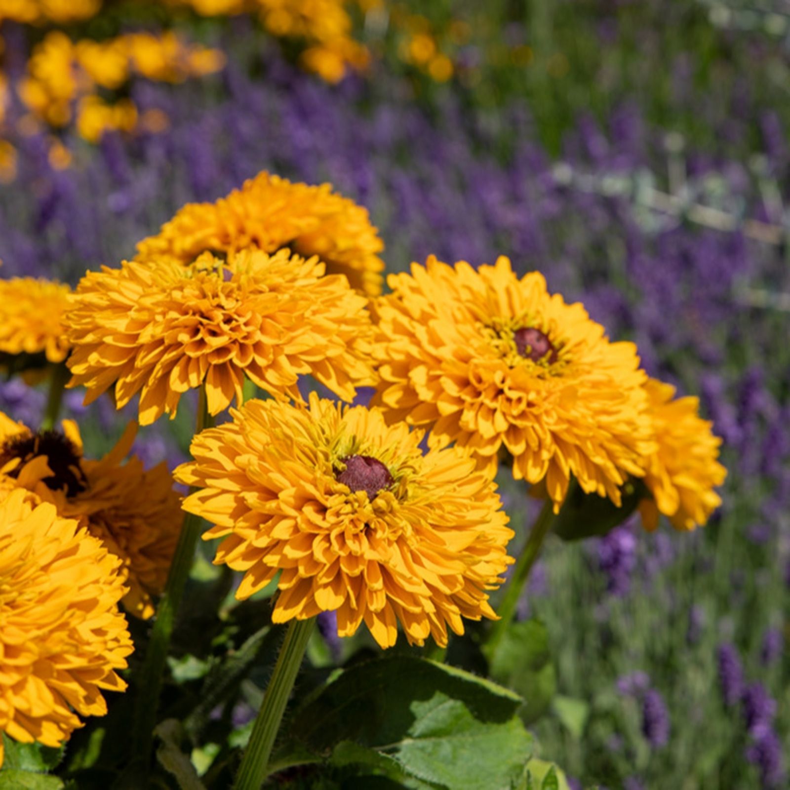 Plants2Gardens Rudbeckia Collection 6 x 6cm