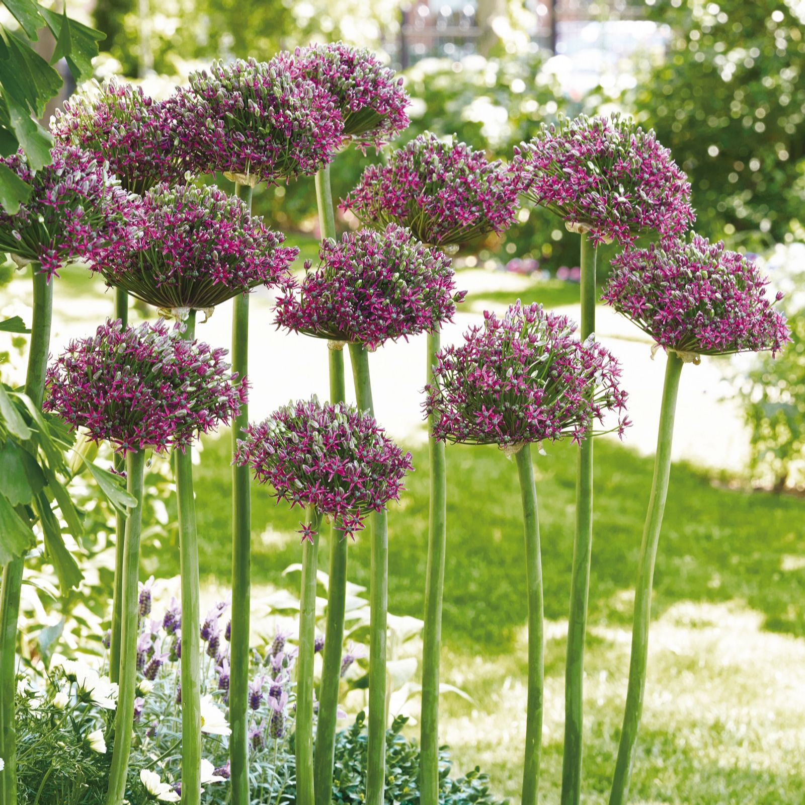 de Jager Allium Magic BRAND NEW x15 - QVC UK