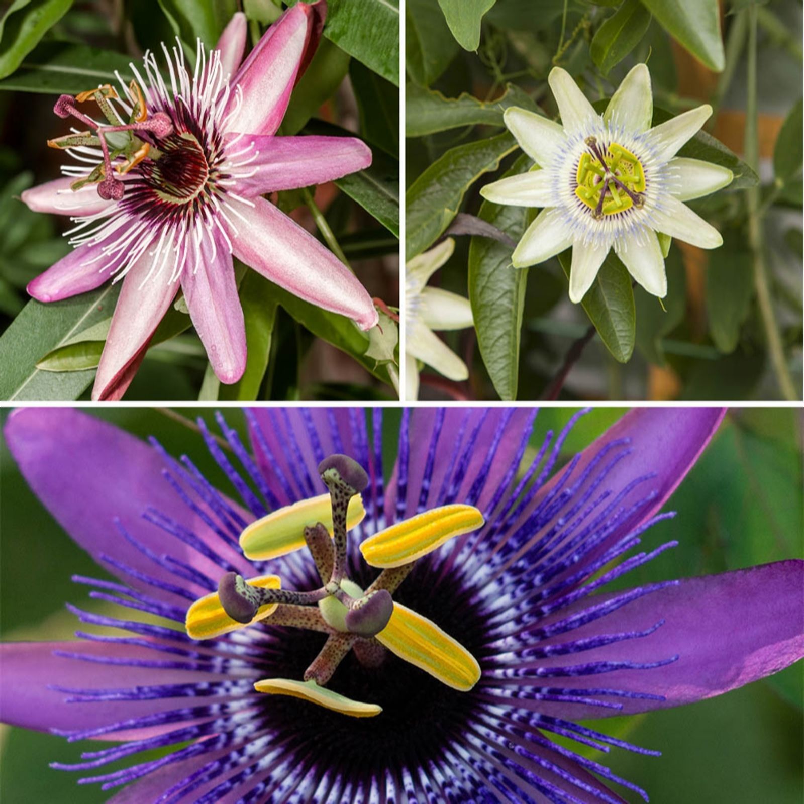 You Garden Passiflora Collection in 9cm pots x3
