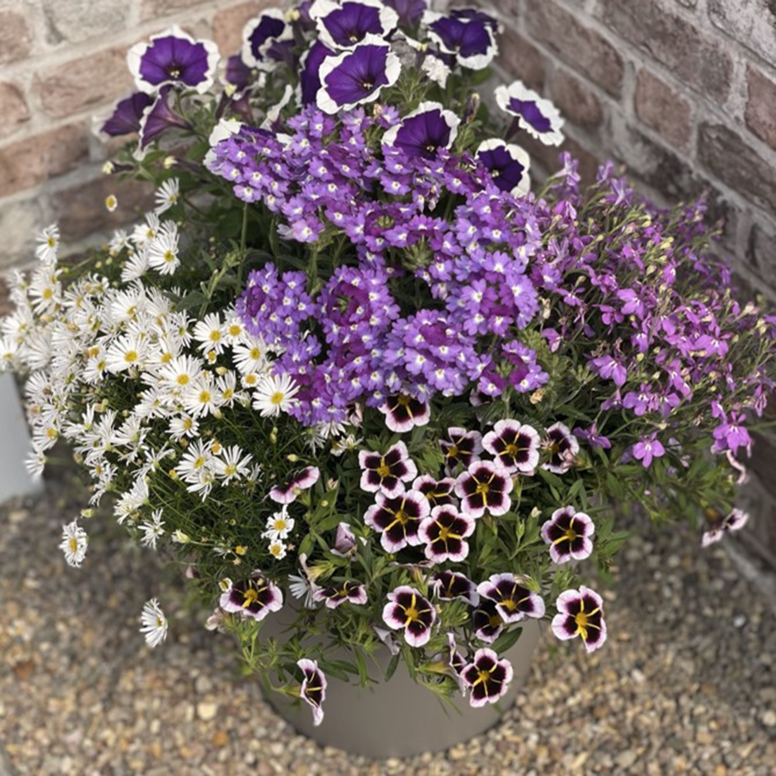Plants2Gardens Container Collection 10 x 9cm