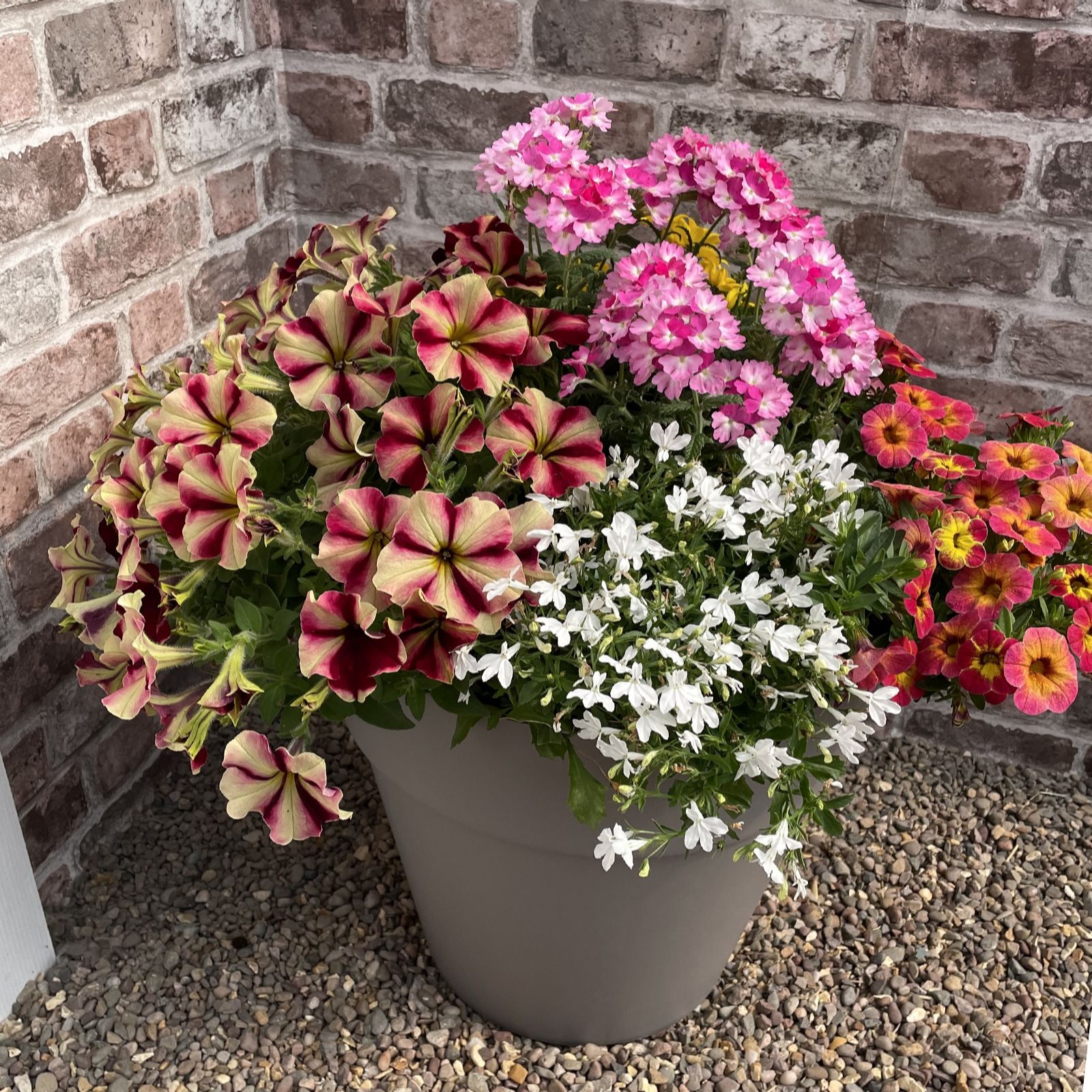 Plants2Gardens Container Collection 10 x 9cm