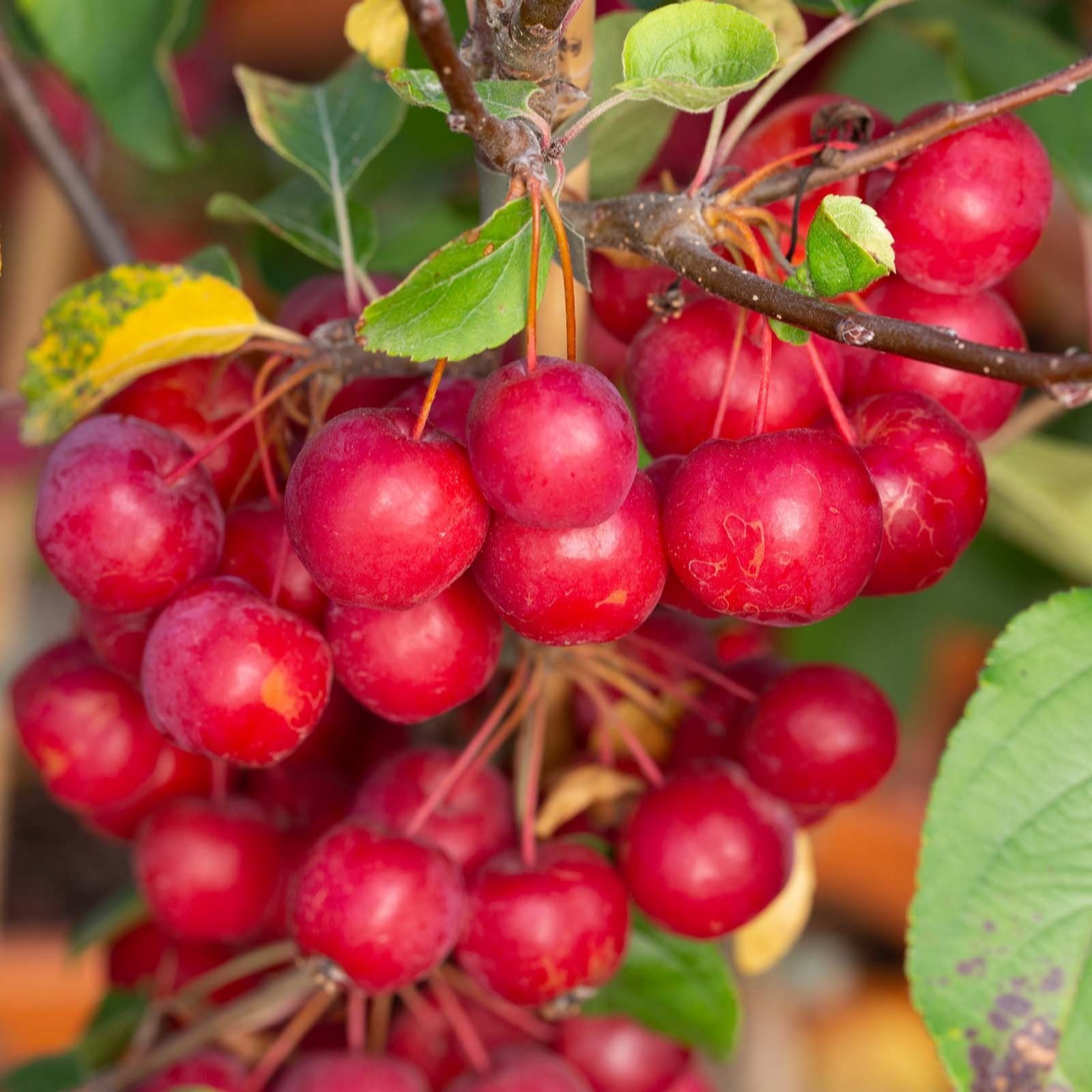 Frank P Matthews Malus x Rob Red Sentinel in 12 Litre Container