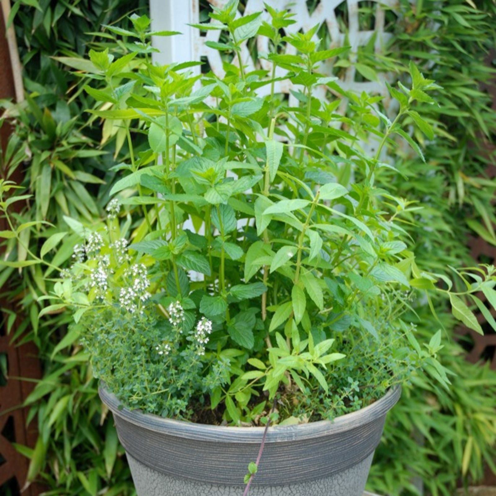 Thompson & Morgan Herb Fusion Garden Cocktail Mix 1 Litre Pot x 1