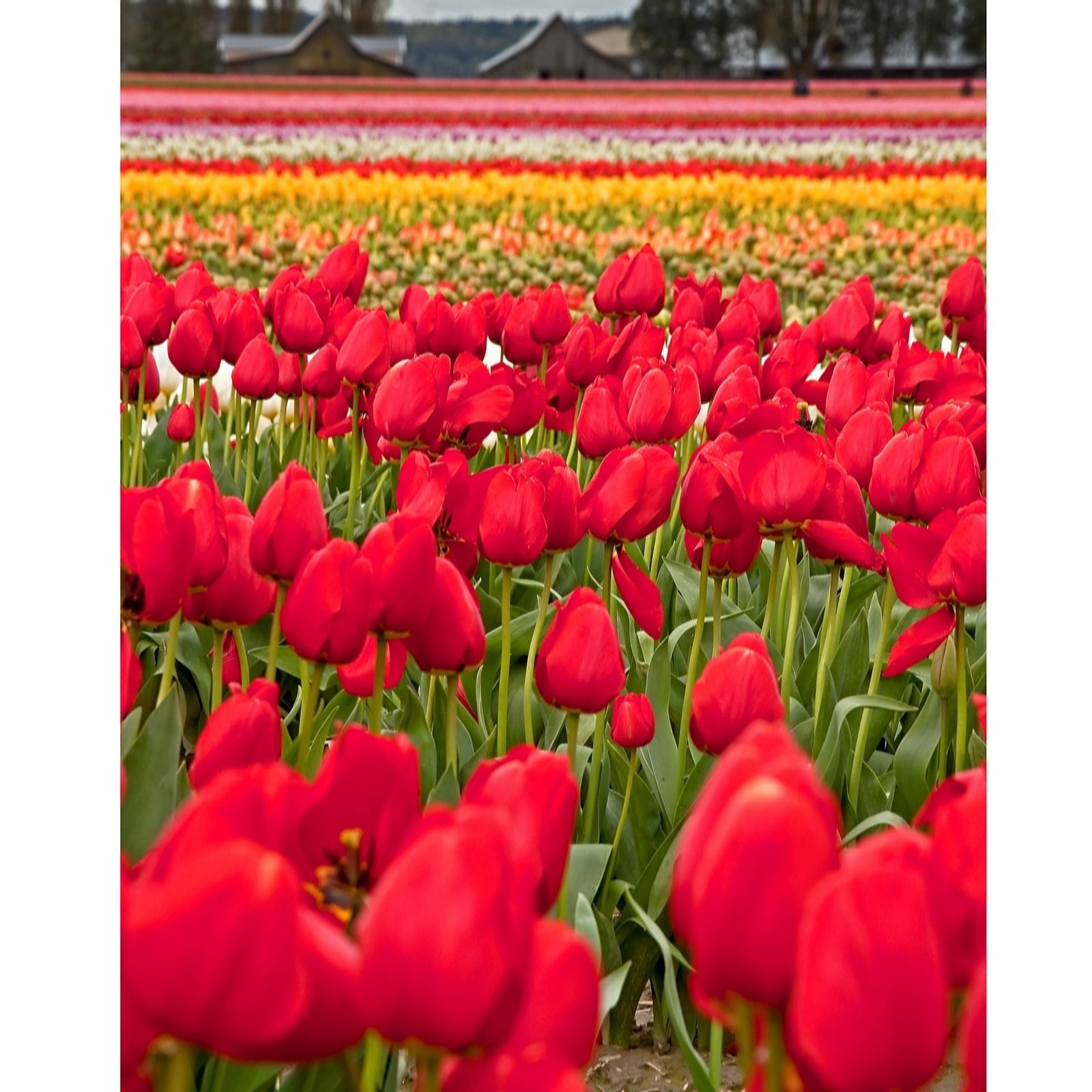 Thompson & Morgan Tulip Laibela 16 Bulbs