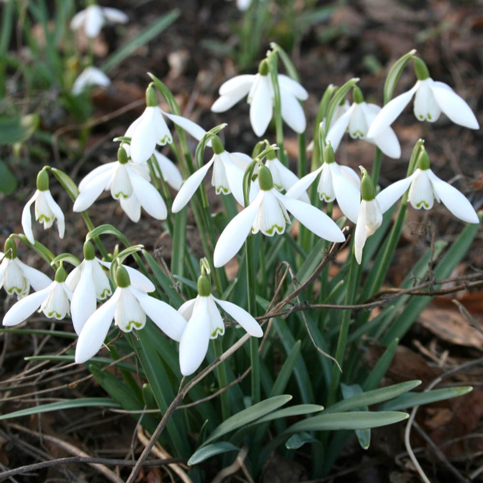 YouGarden Snowdrops 'Galanthus nivalis' x40 bulbs