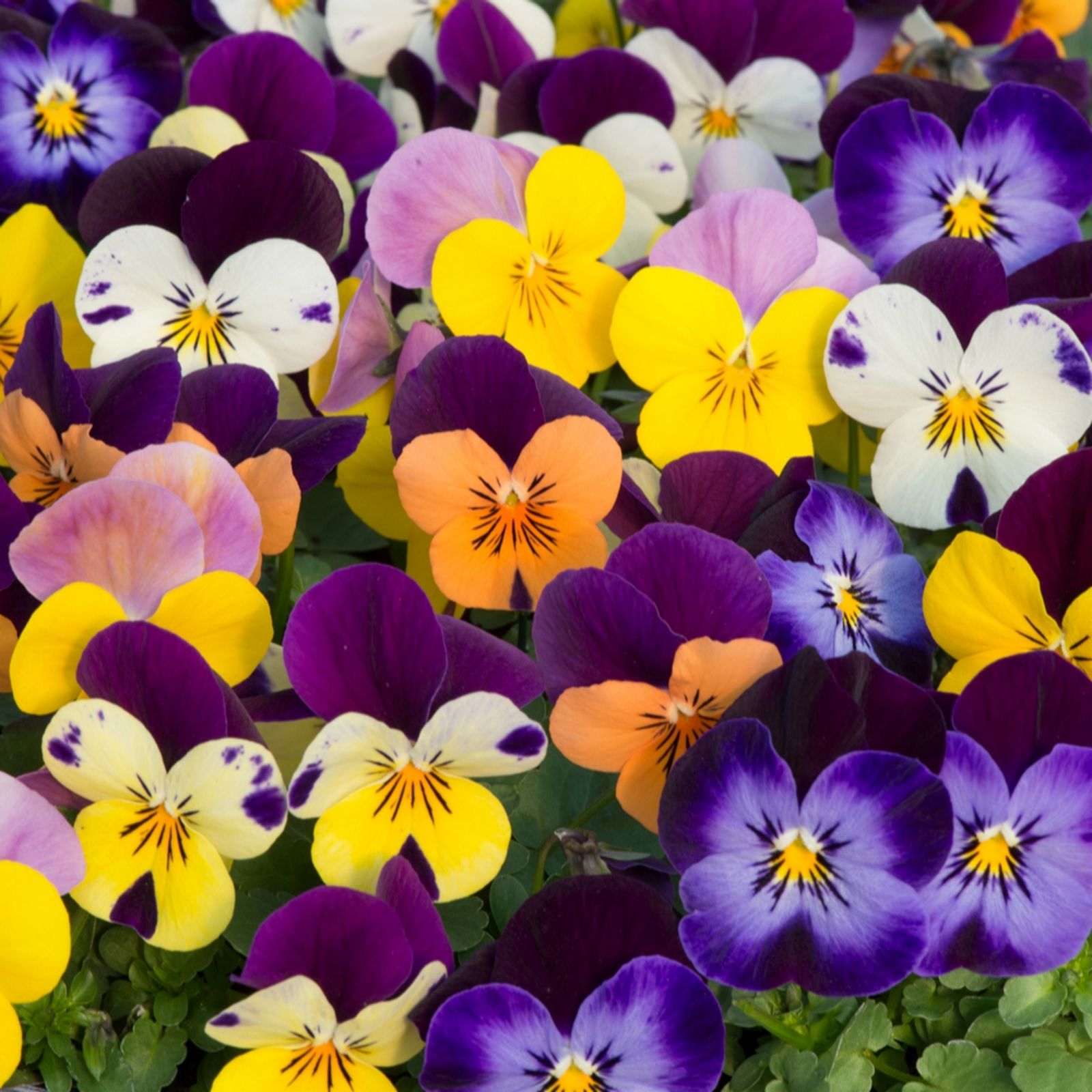 YouGarden Viola 'Sorbet Jump Up Mix' Garden Ready plants x20
