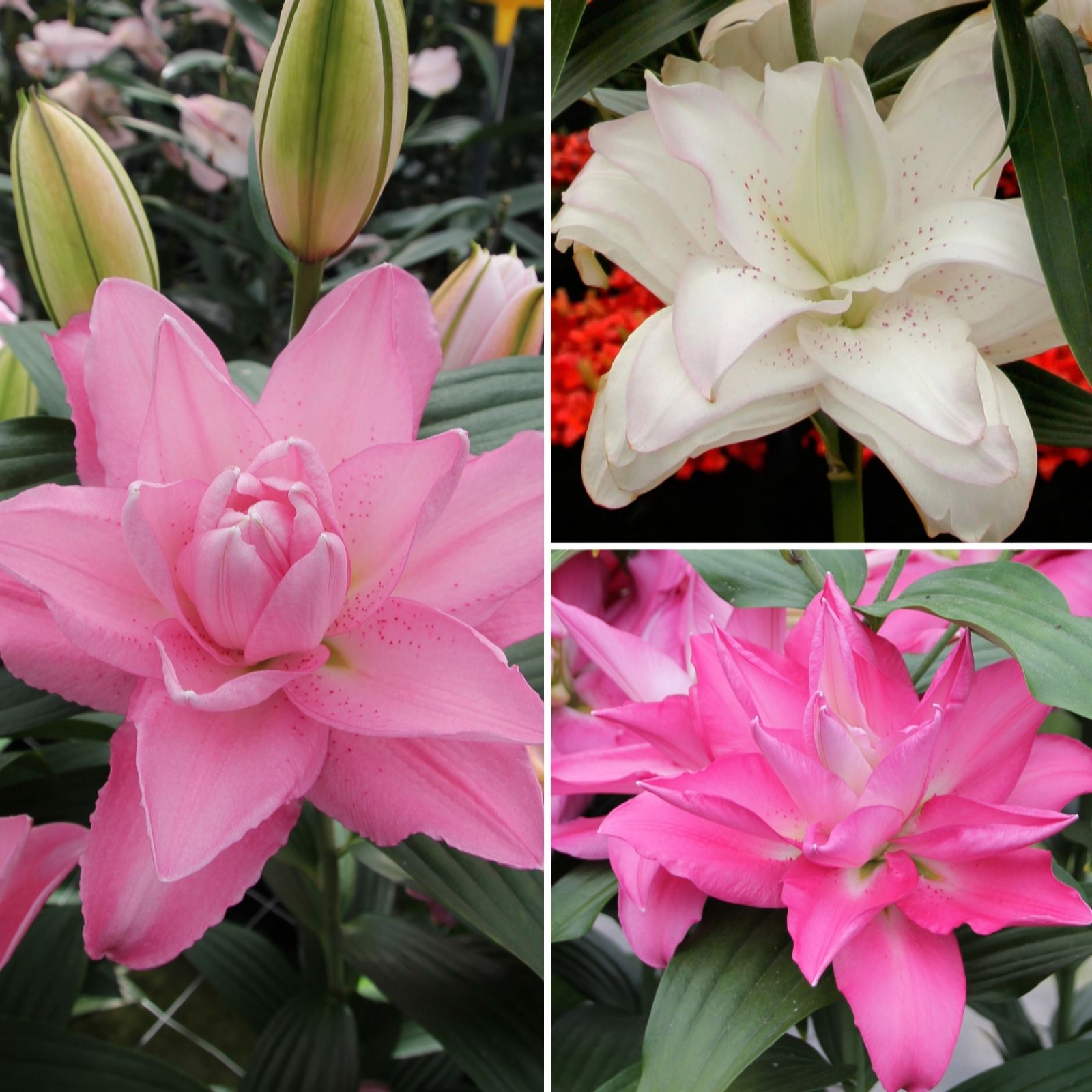 Richard Jackson Pollen Free Patio Lily 12 Bulbs