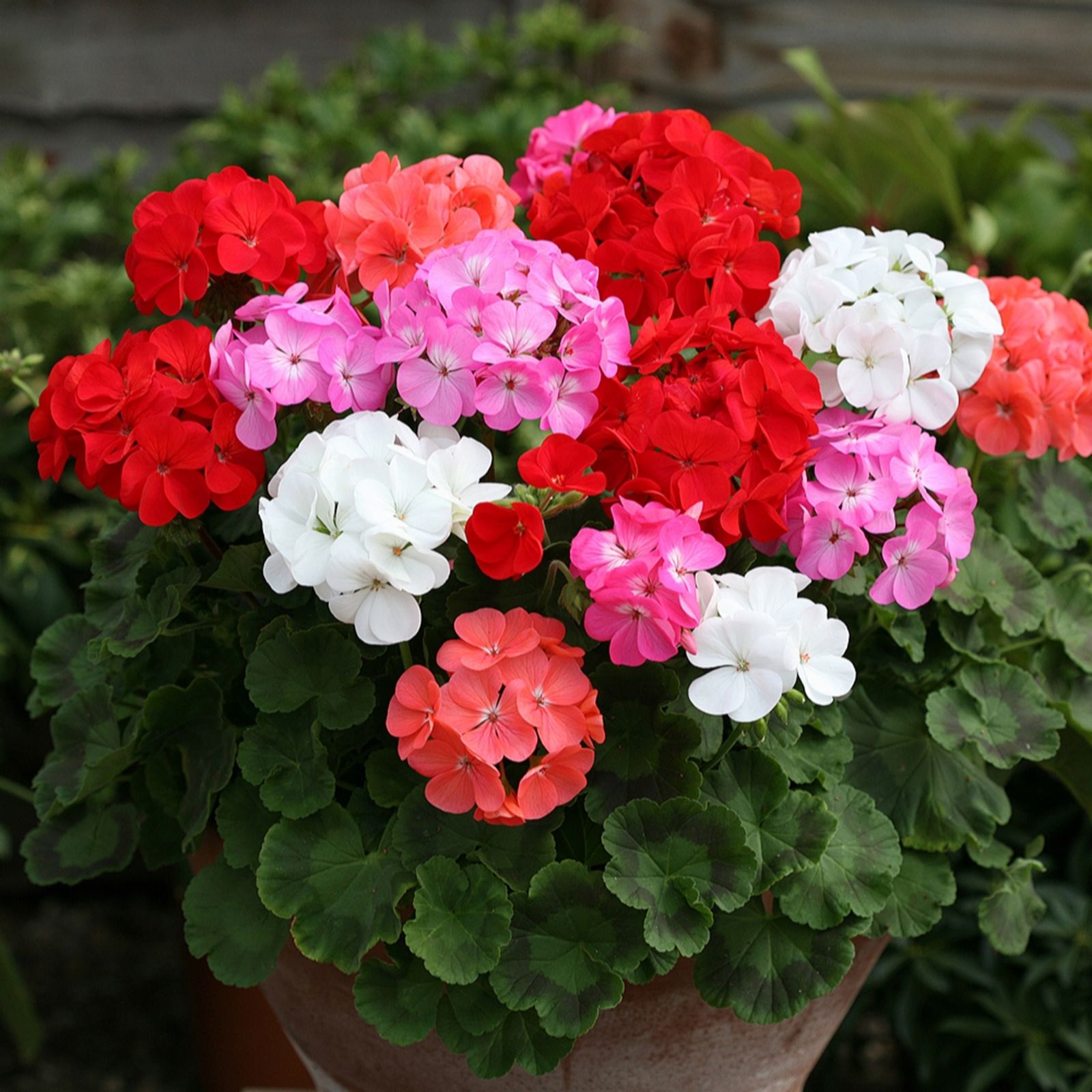 YouGarden Geranium Parade plug plants x 12
