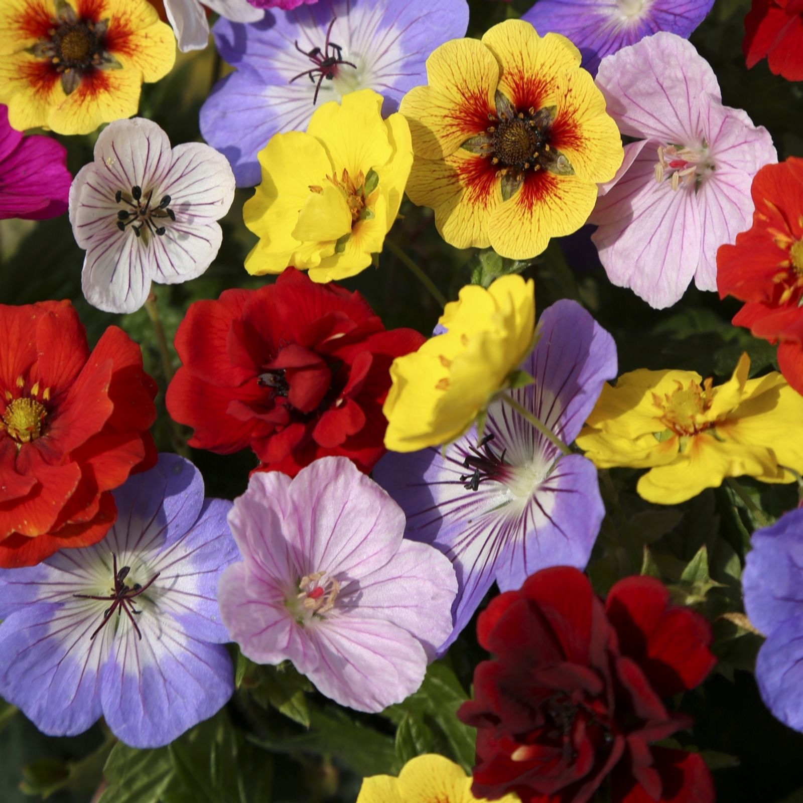 YouGarden Geranium& Potentilla Festival Mix BareRoots x12