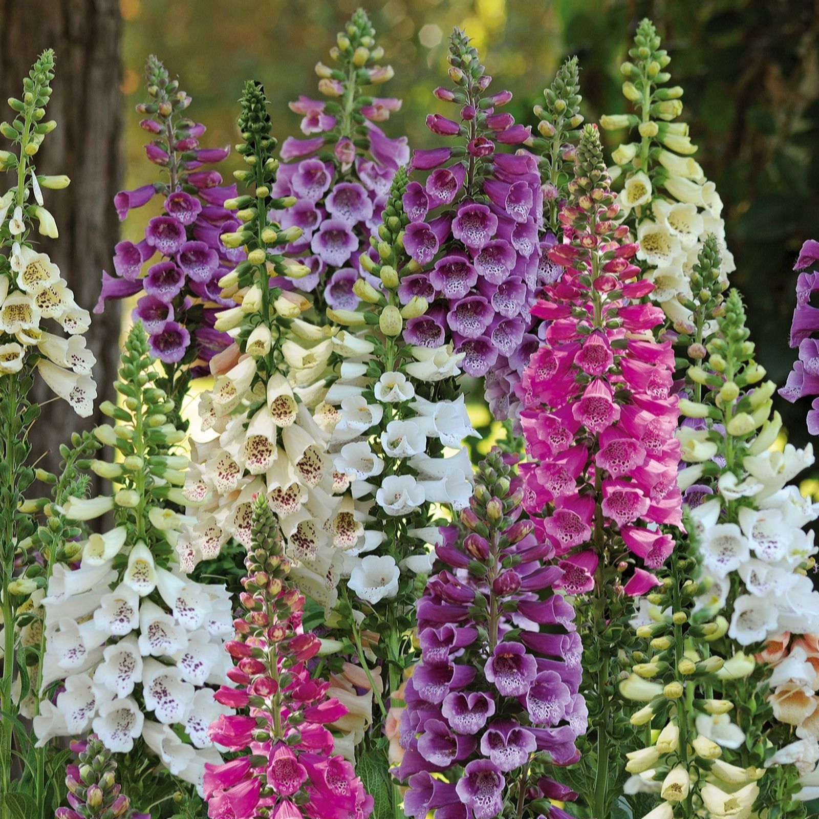 Hayloft Plants Digitalis Dalmatian Five Plants